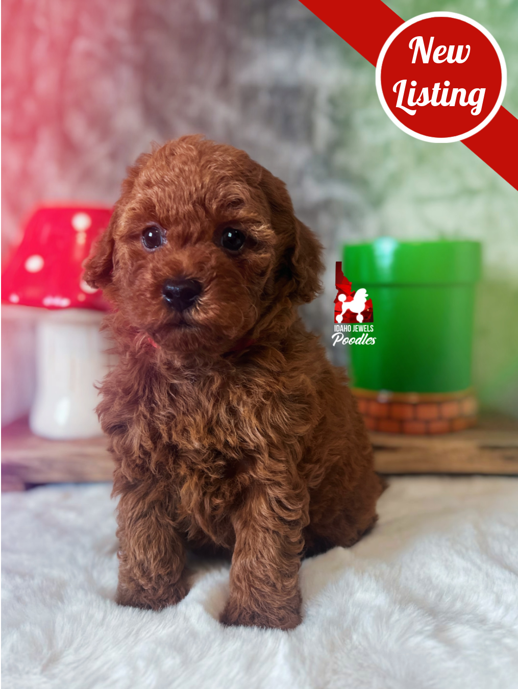 Mario, Red Mini Poodle Boy~ Breeder or Pet