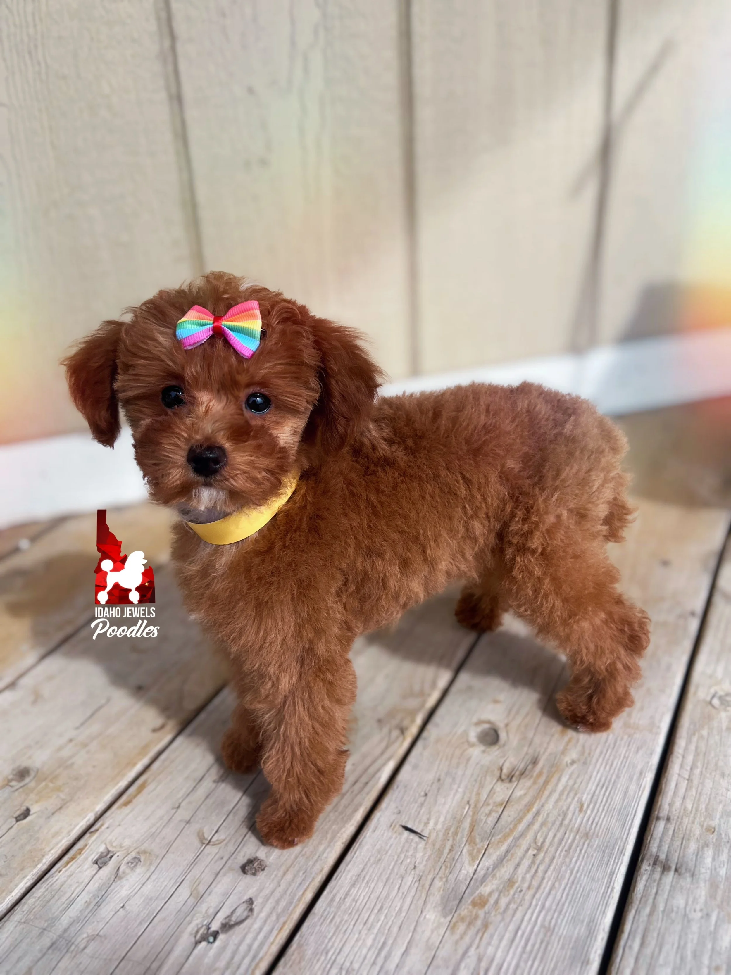 Vixen - 12 wks (4).JPG