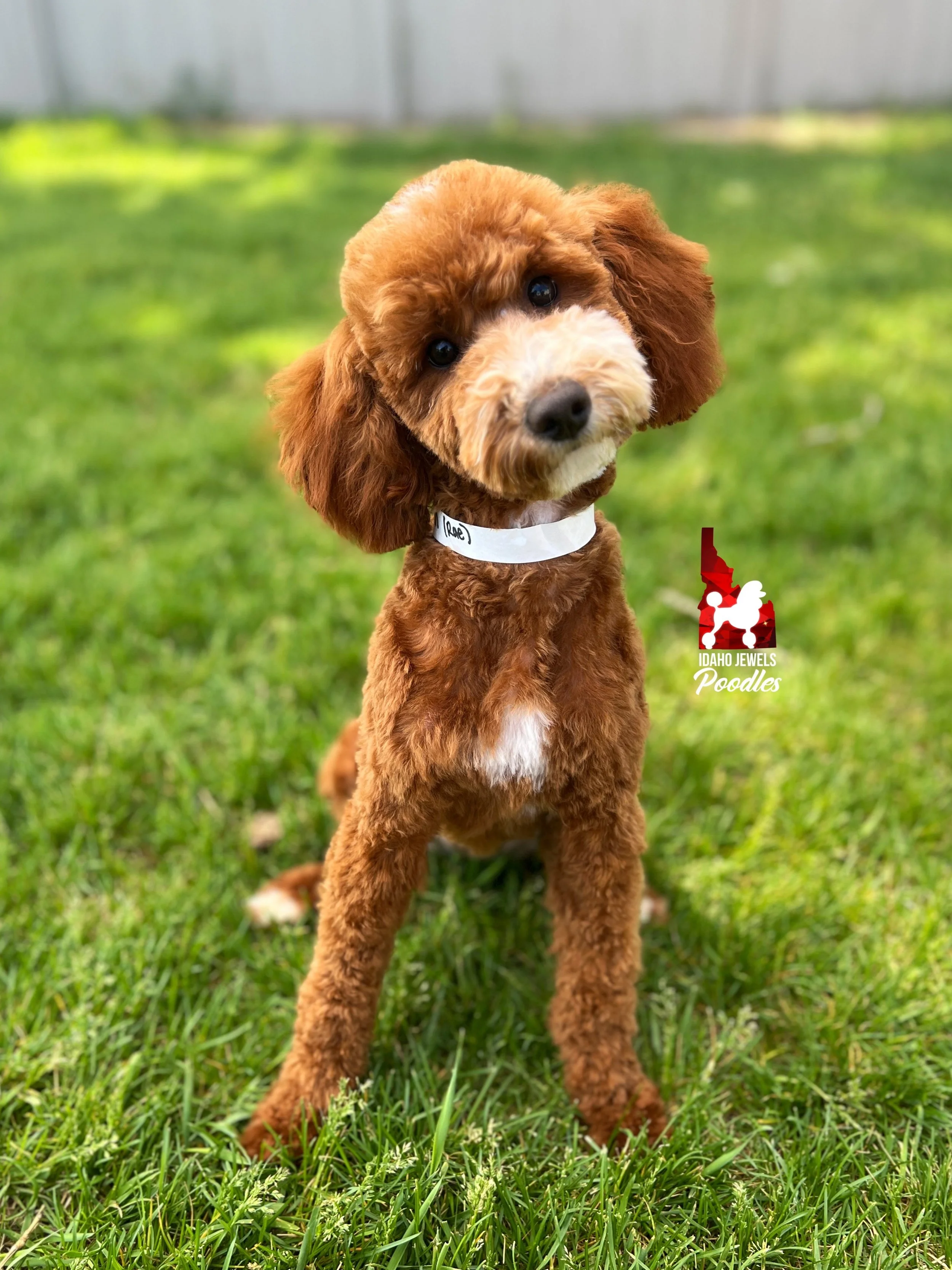 Addilynn Idaho Jewels Poodles — Meet Addilynn