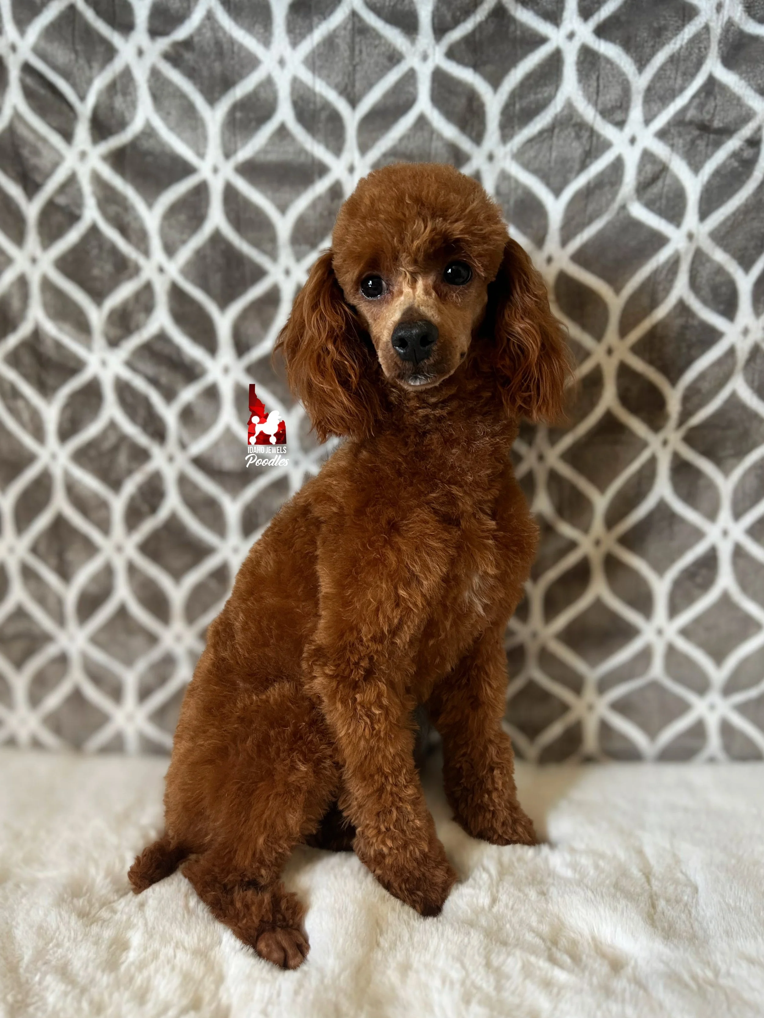 Crumble (shaved face) (2).jpeg