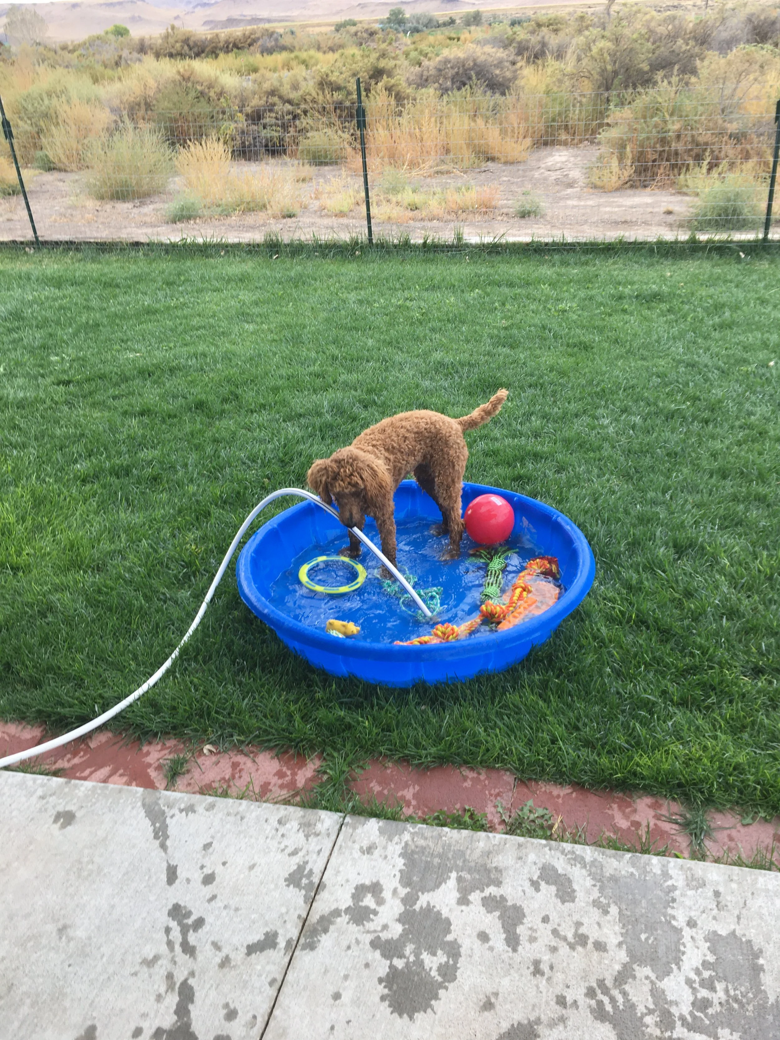 Suzie Cider puppy, owned by Connie Judd.JPG