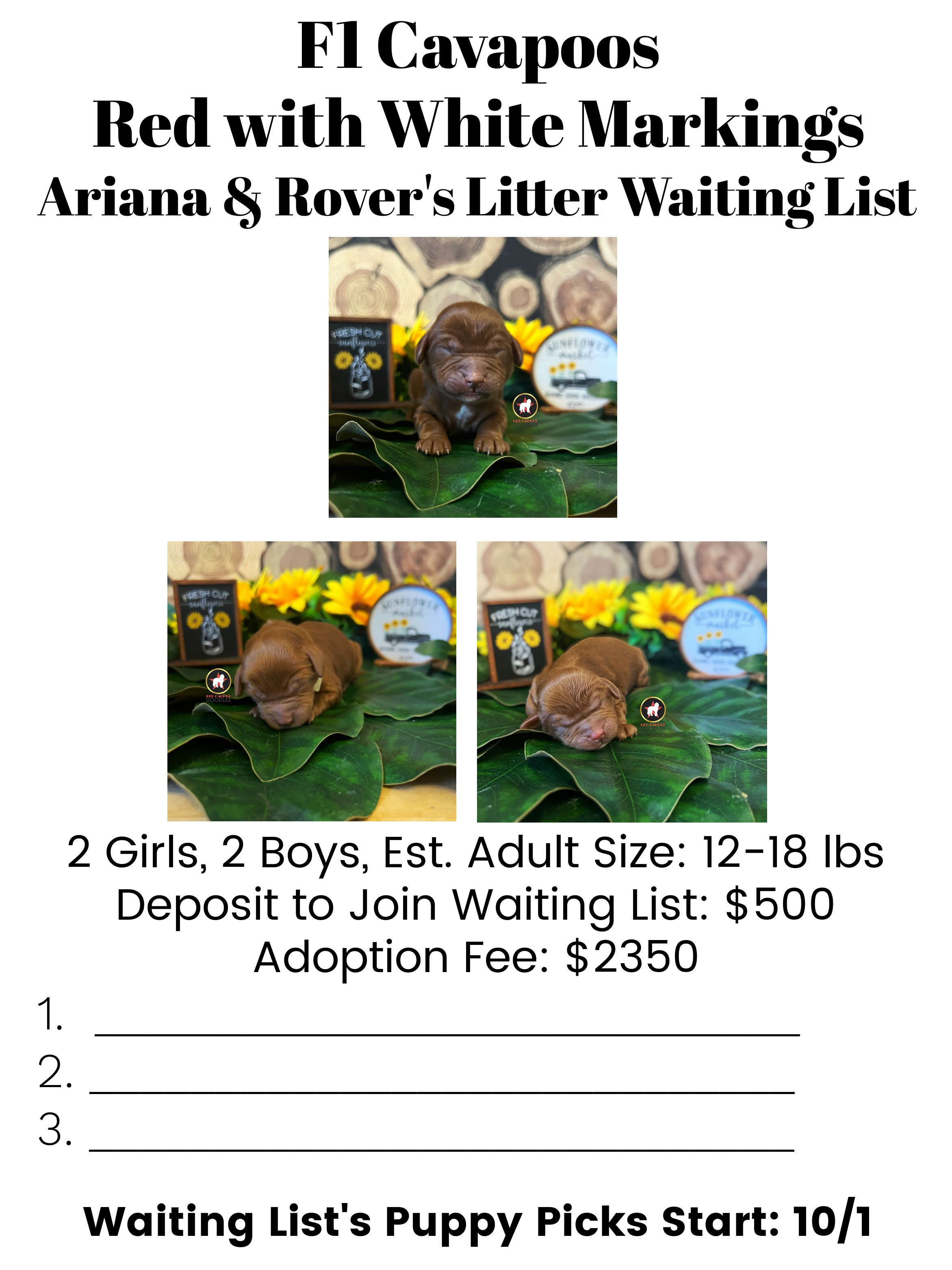 Ariana upcoming litter waiting list (1).png