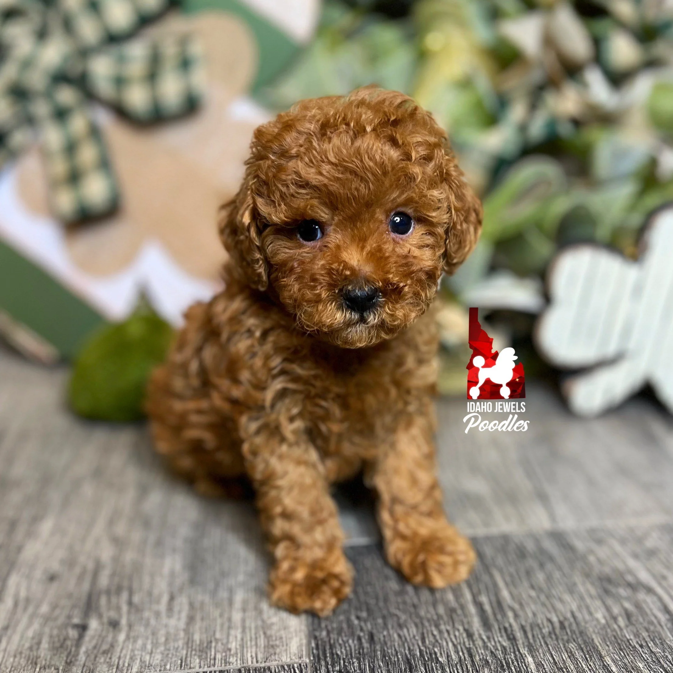 Nick - 6 wks (1).jpg