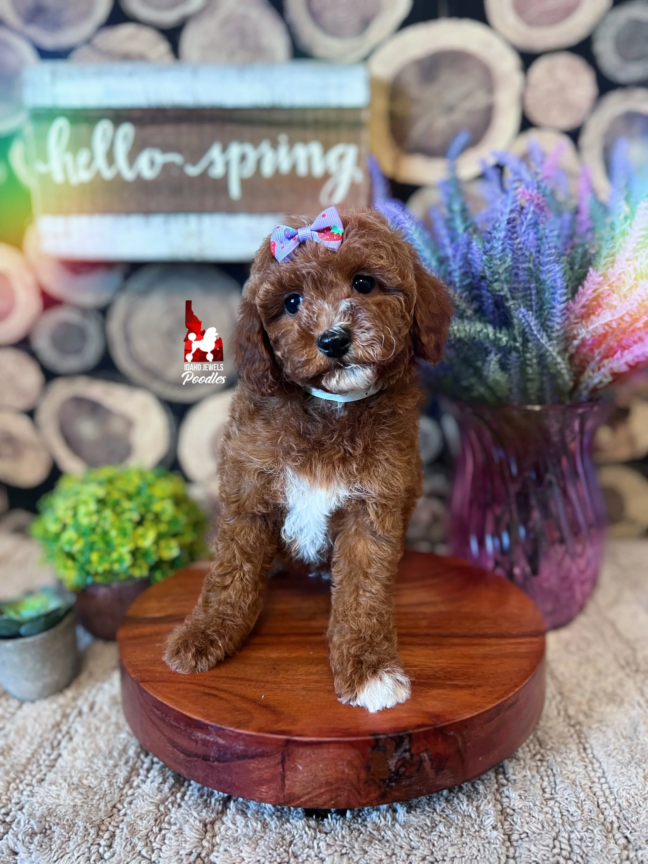 Brooklyn - 8 wks.jpg