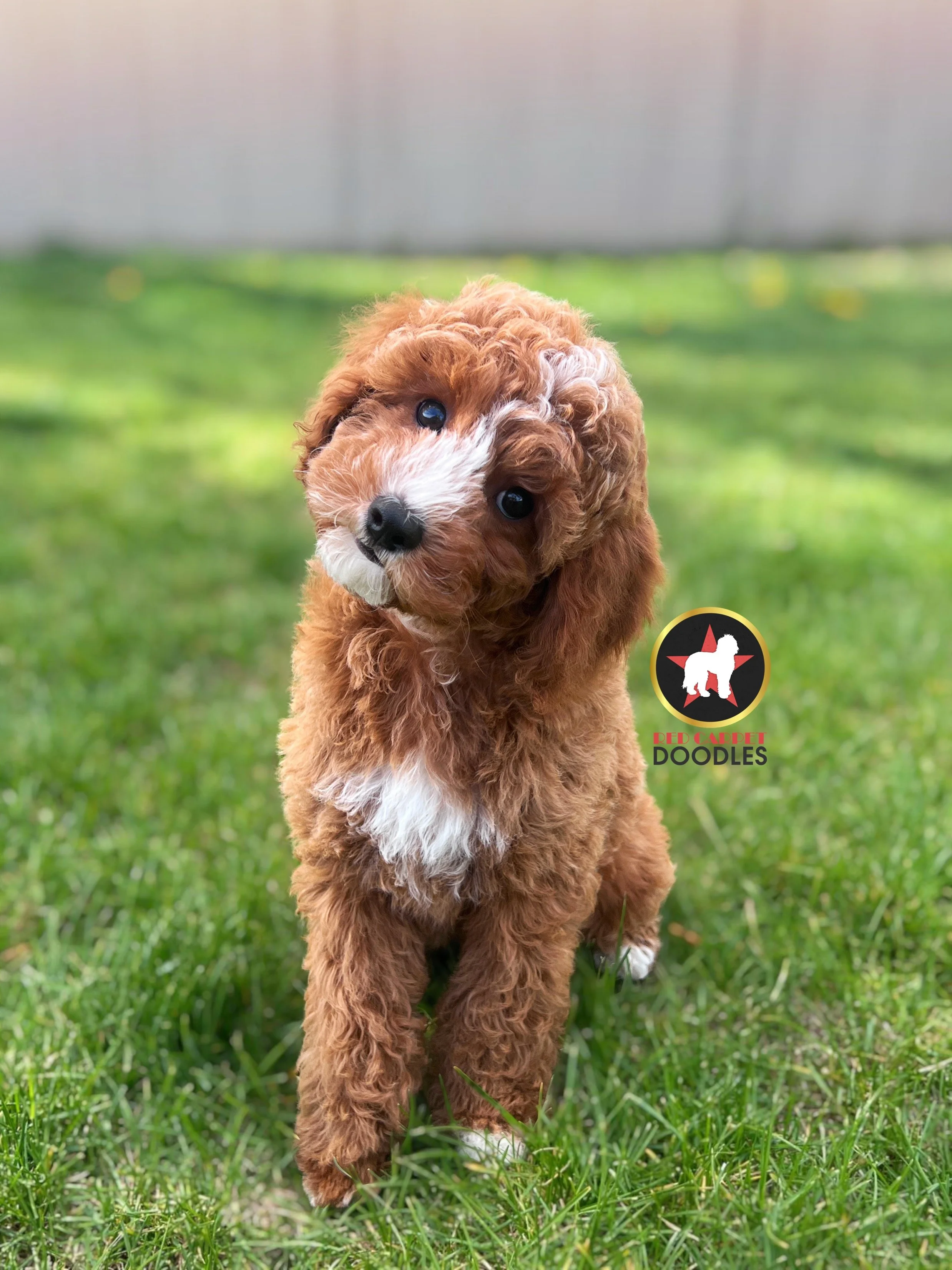 Flint - 10 wks-1.jpg