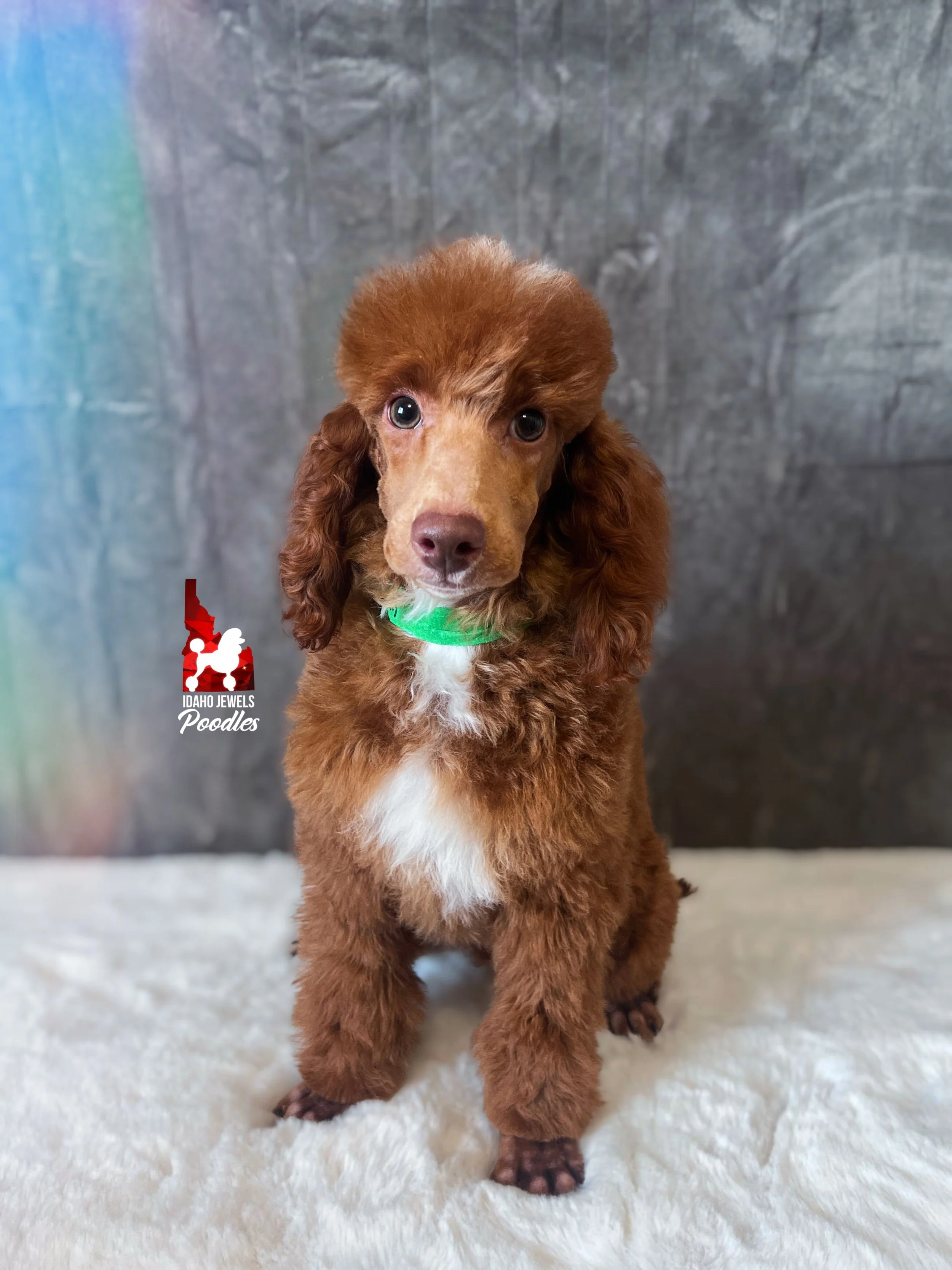 Tommy shaved face - 16 wks-2.jpg