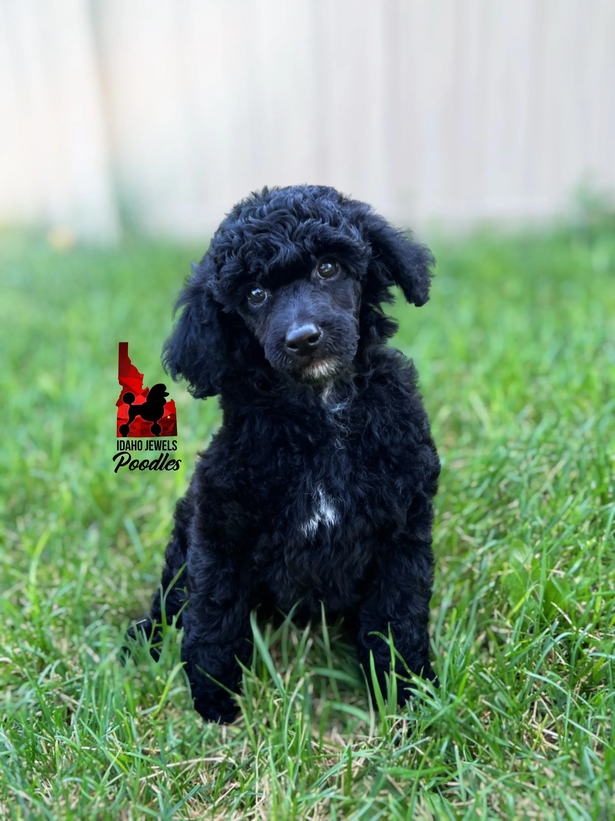 Teddybear, Black w/ White Small Moyen-Sized Poodle Boy ~ Pet