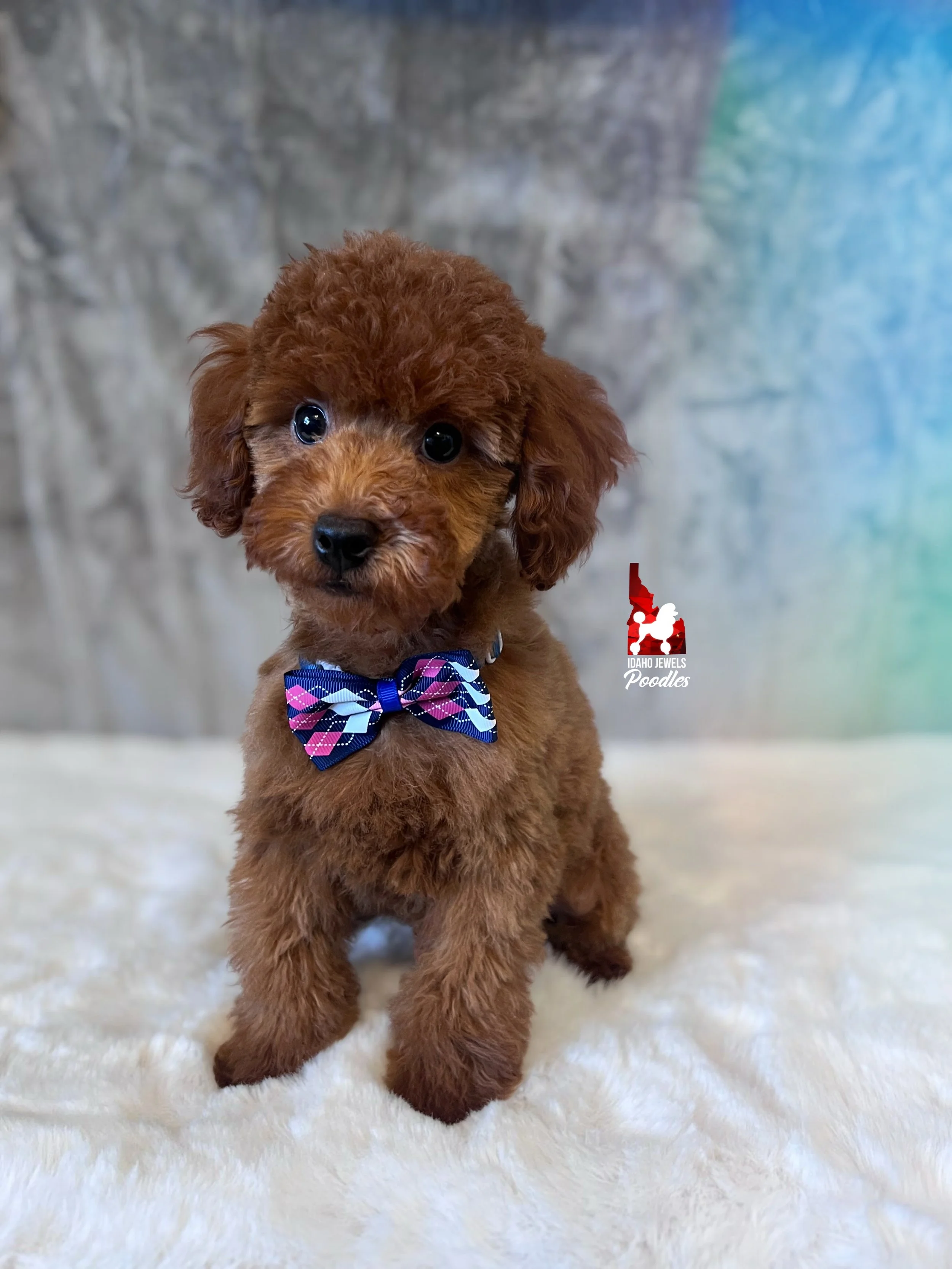 Carter - 12 wks bowtie-2.jpg