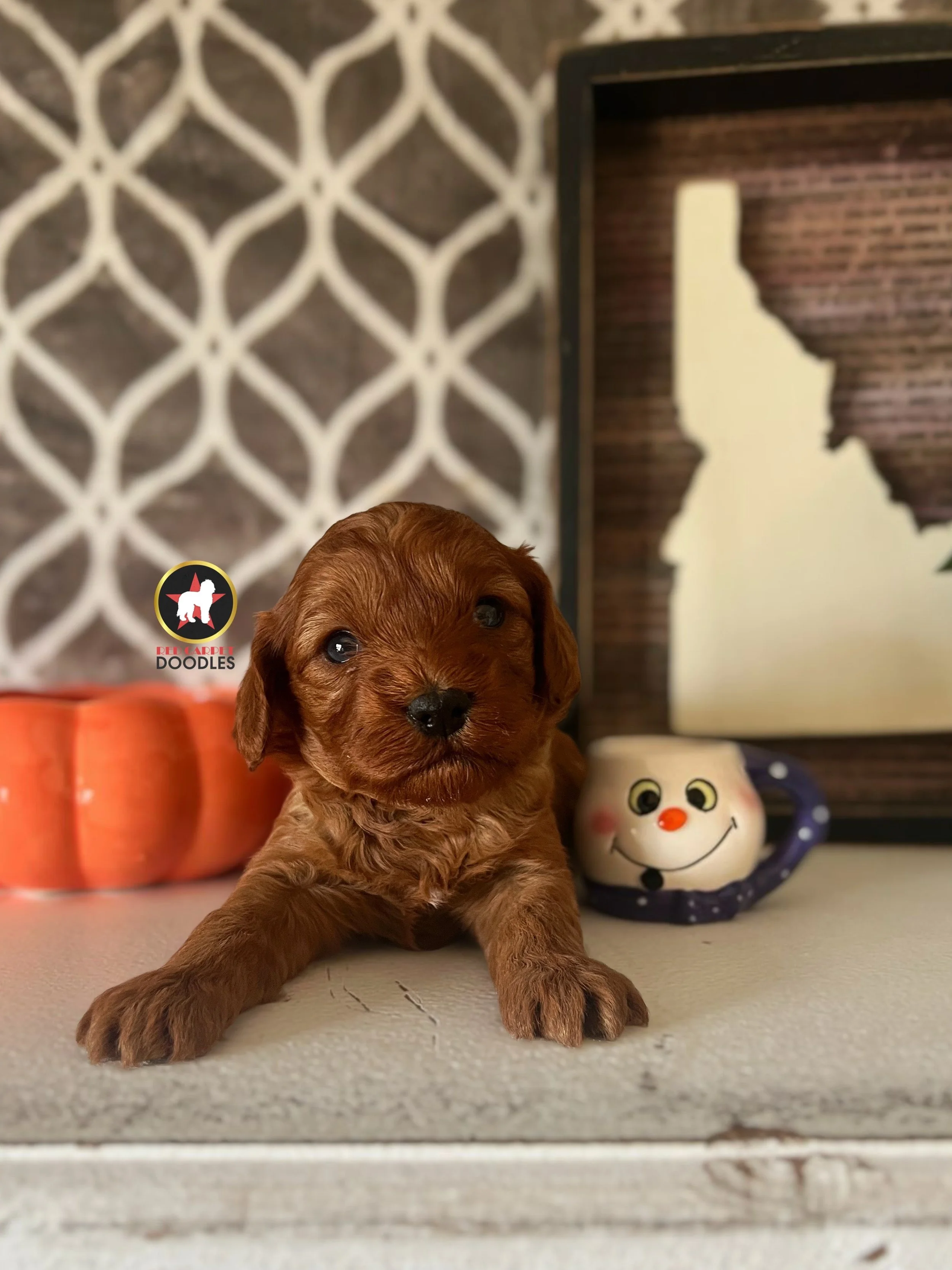 Lollipop - 4 wks.jpeg
