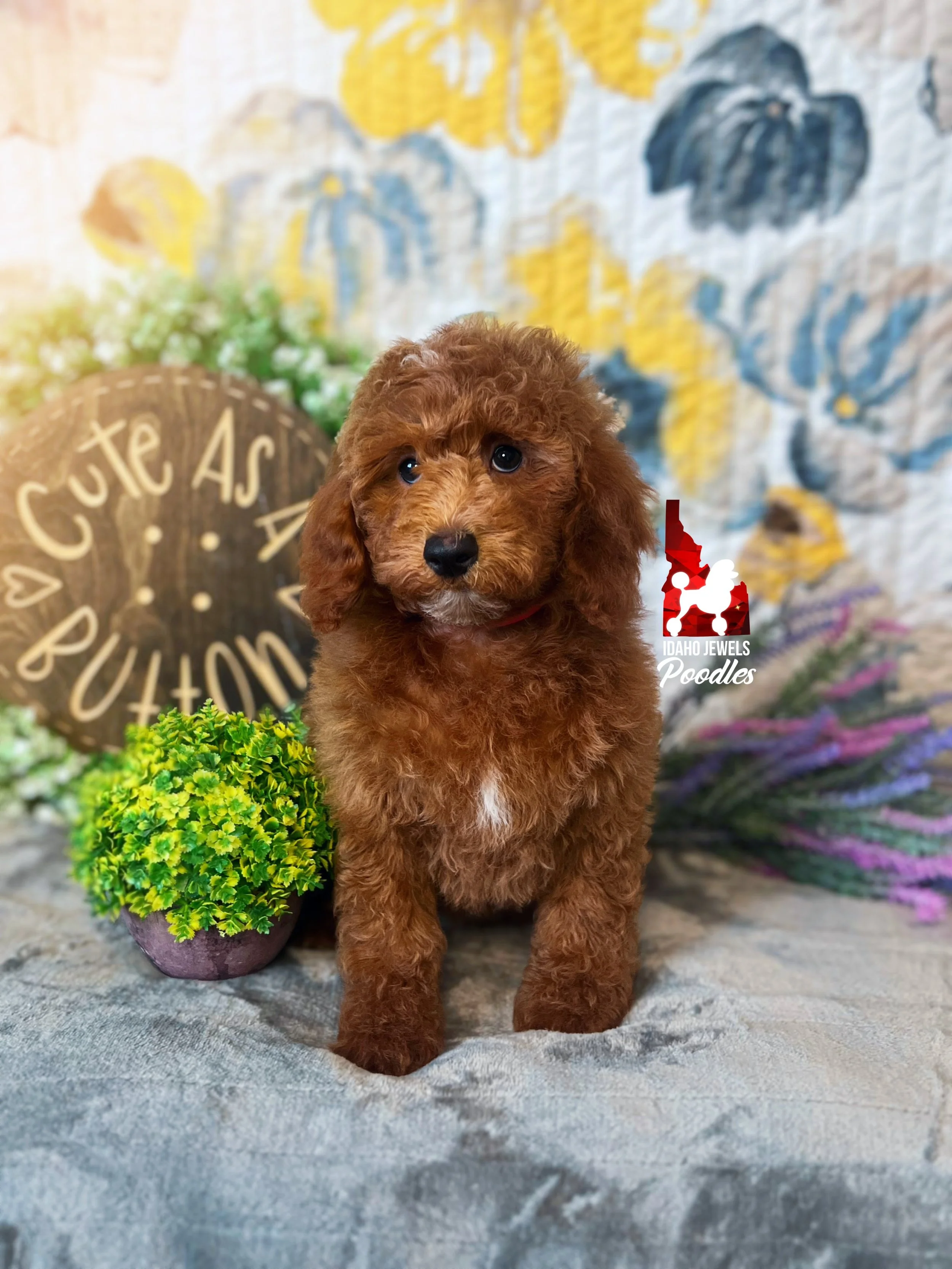 Audrey, Red Large Mini Poodle Girl~ Pet