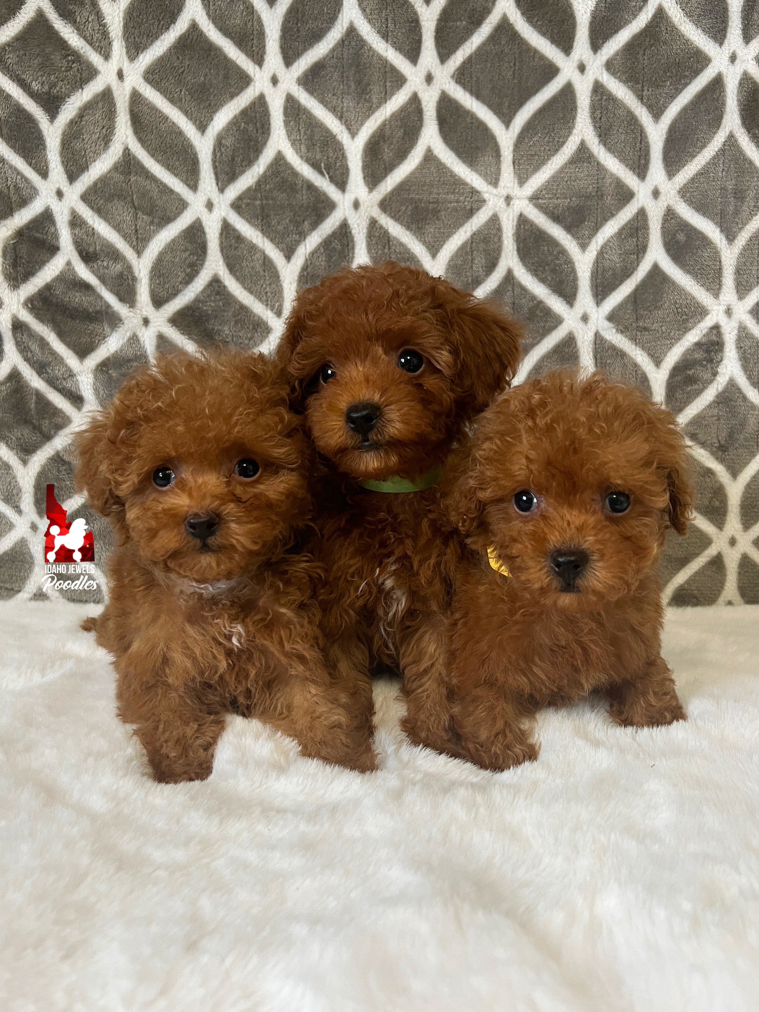 Piper.Bordeaux W25 Litter.jpeg