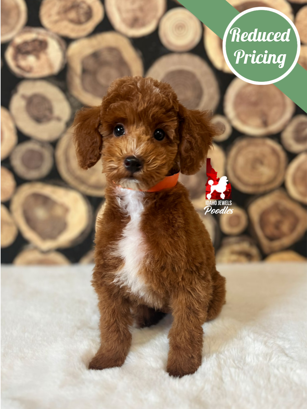 Cedar, Red w/ White Markings Mini Poodle Boy~ Pet