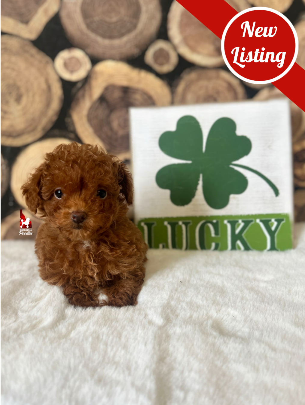 Posie, Red "Teacup" Toy Poodle Girl ~ Pet