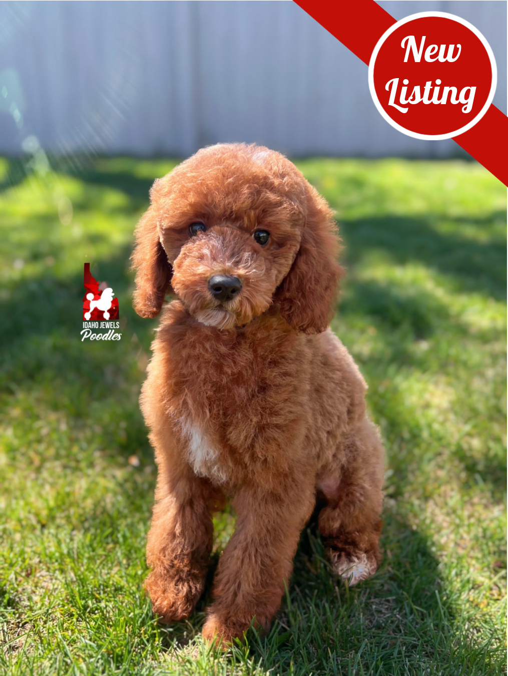 Dallas, Red w/ White Mini Poodle Boy~ Pet