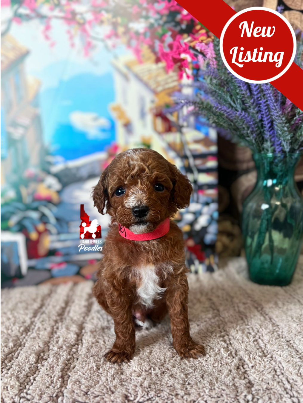 Lincoln, Red with White Markings Small Mini Poodle Boy~ Pet