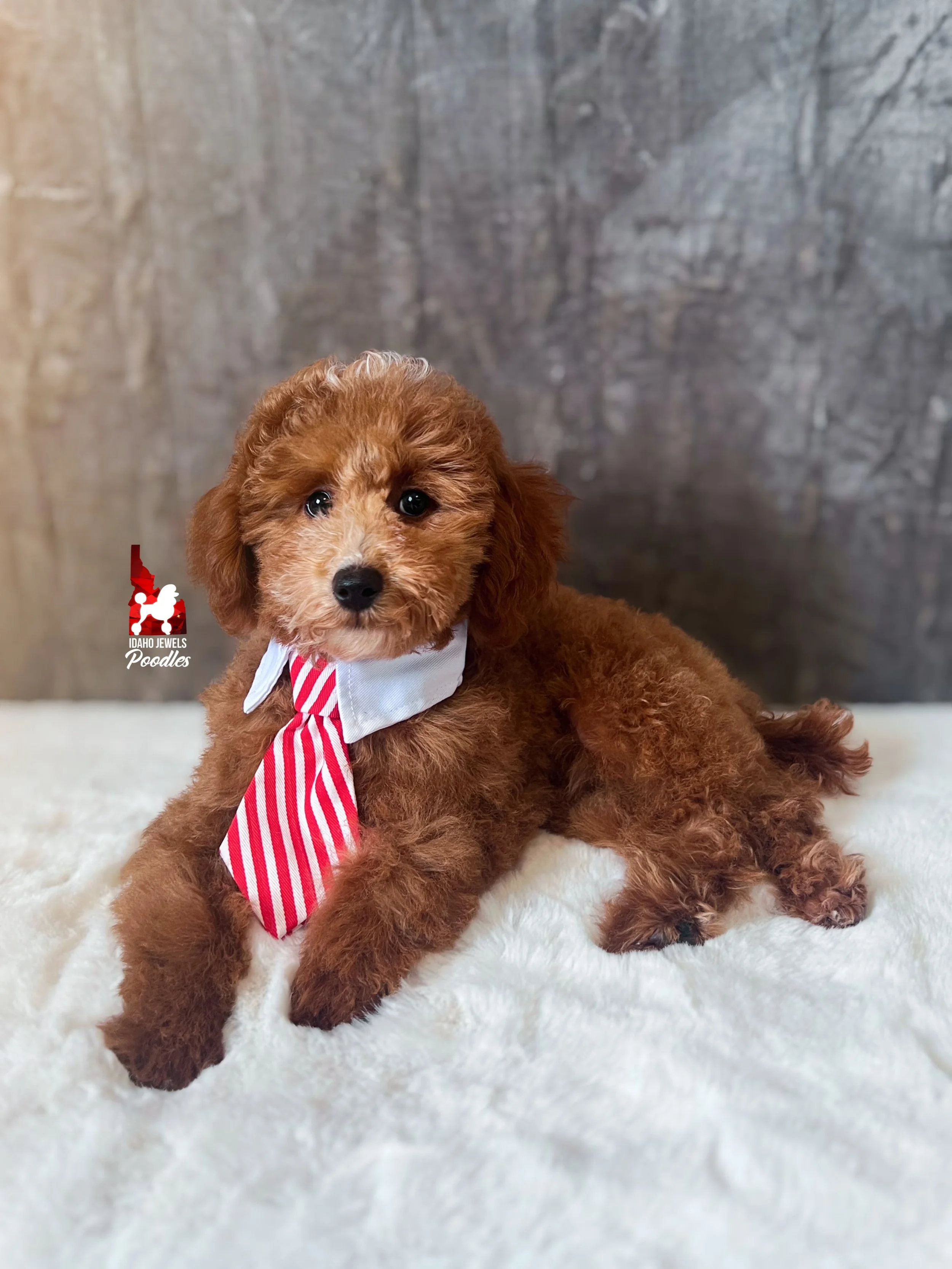 Flash - 16 wks-3.jpg