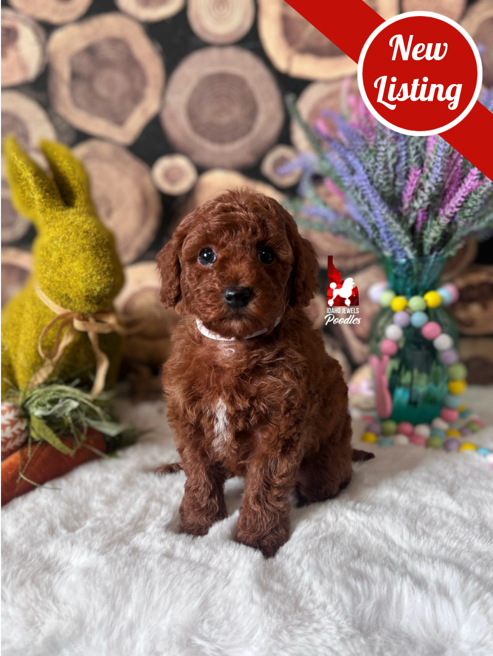 Cinnamon, Solid Red (Hidden Phantom) Small Mini Poodle Girl~ Breeder or Pet