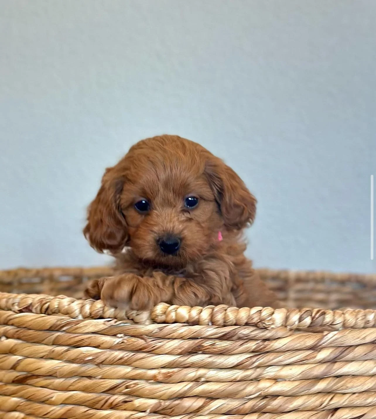 Millie Hibbard - Tilly Cockapoo sired by Thor.jpg
