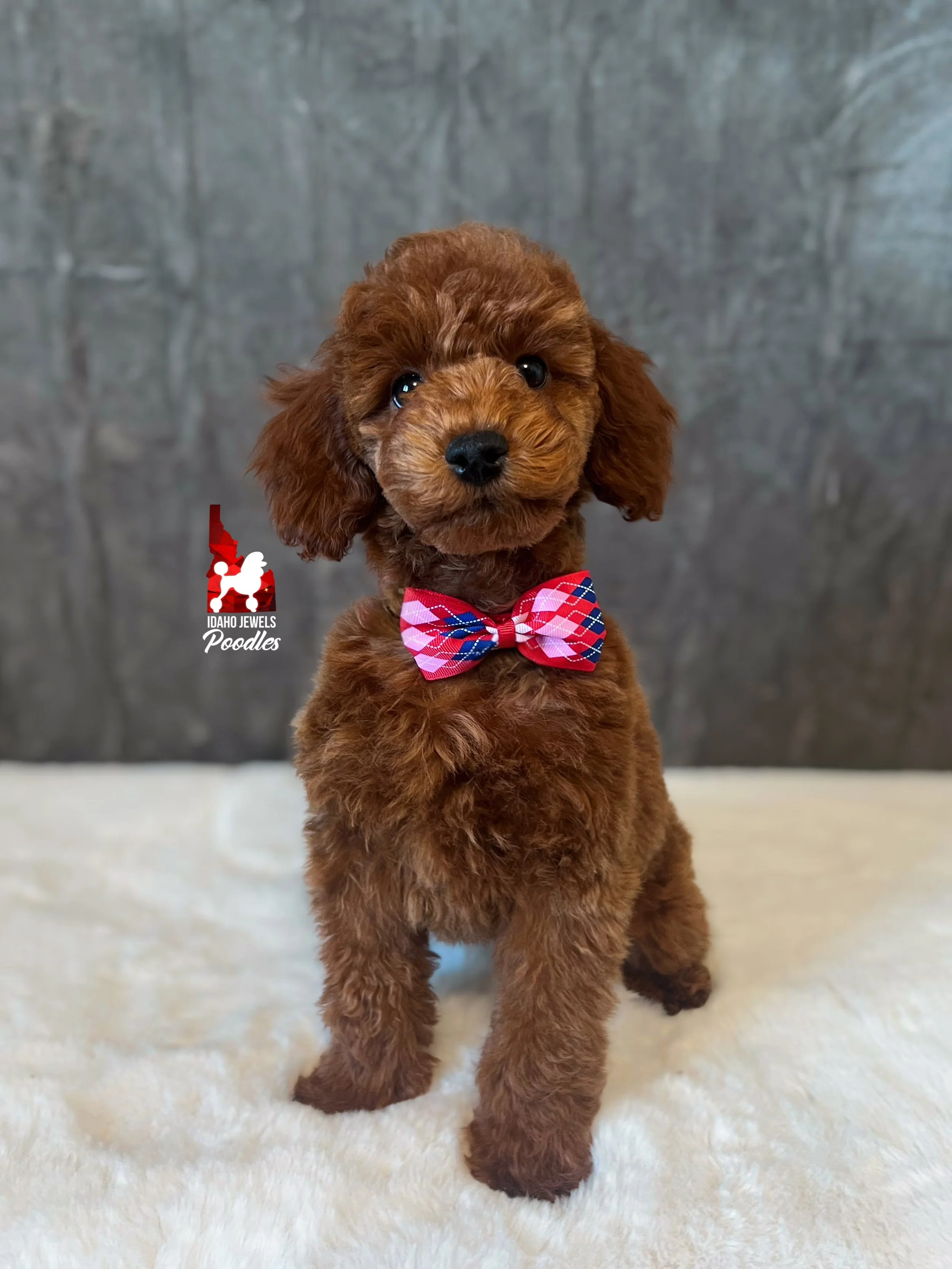 Toffee, Red Small Mini Poodle Boy~ Pet
