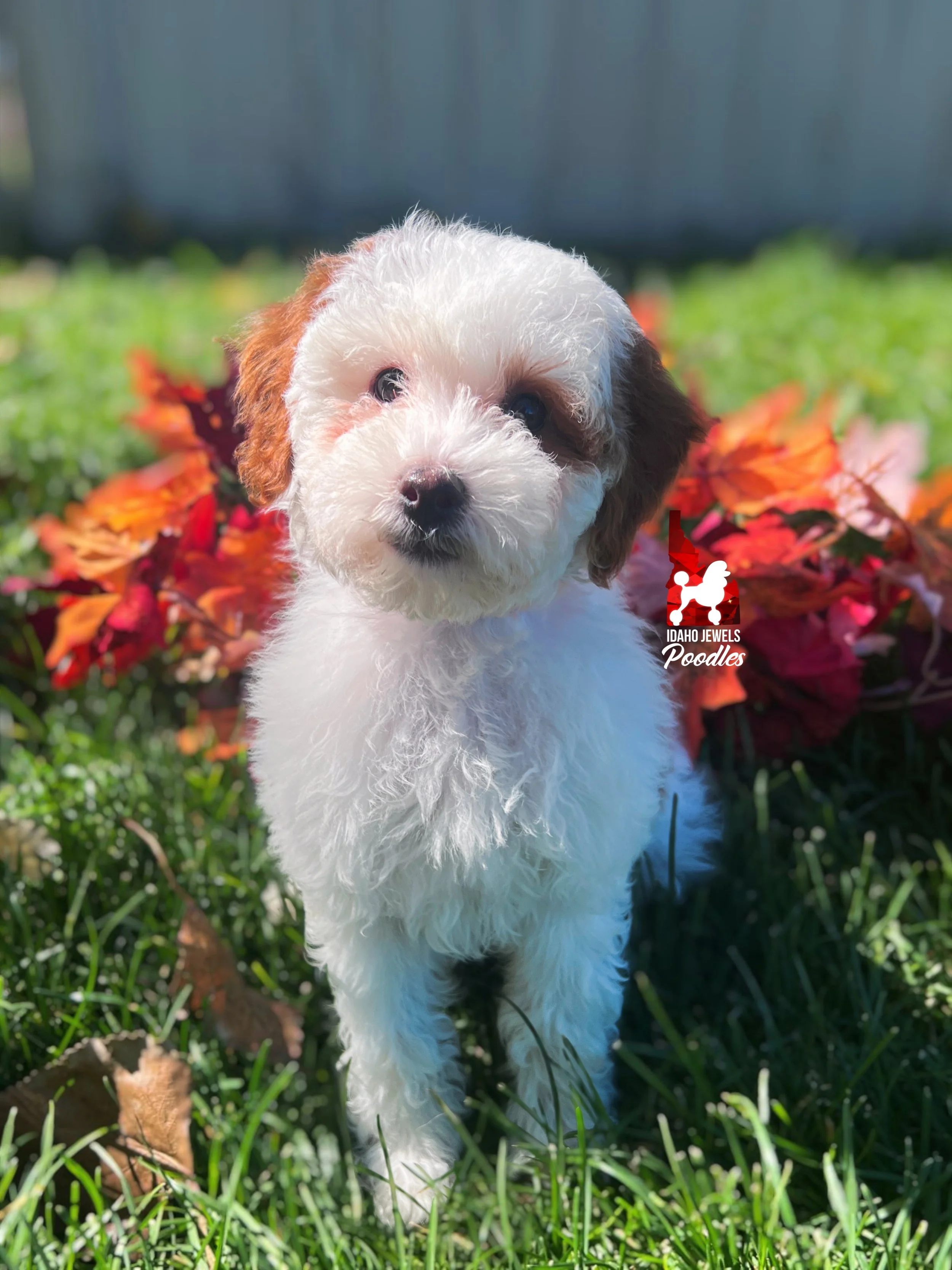 Paprika, Dark Red Parti Mini Poodle Girl ~ Breeder or Pet