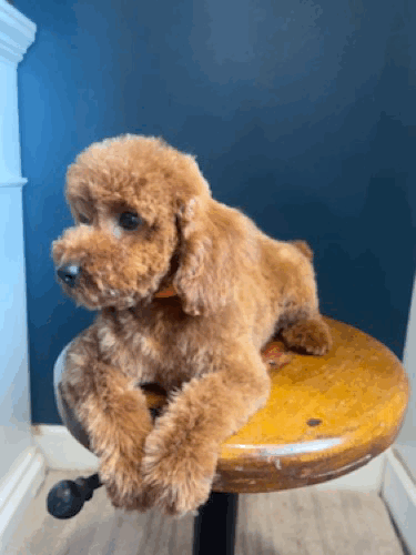 Rudy head swivel gif.gif