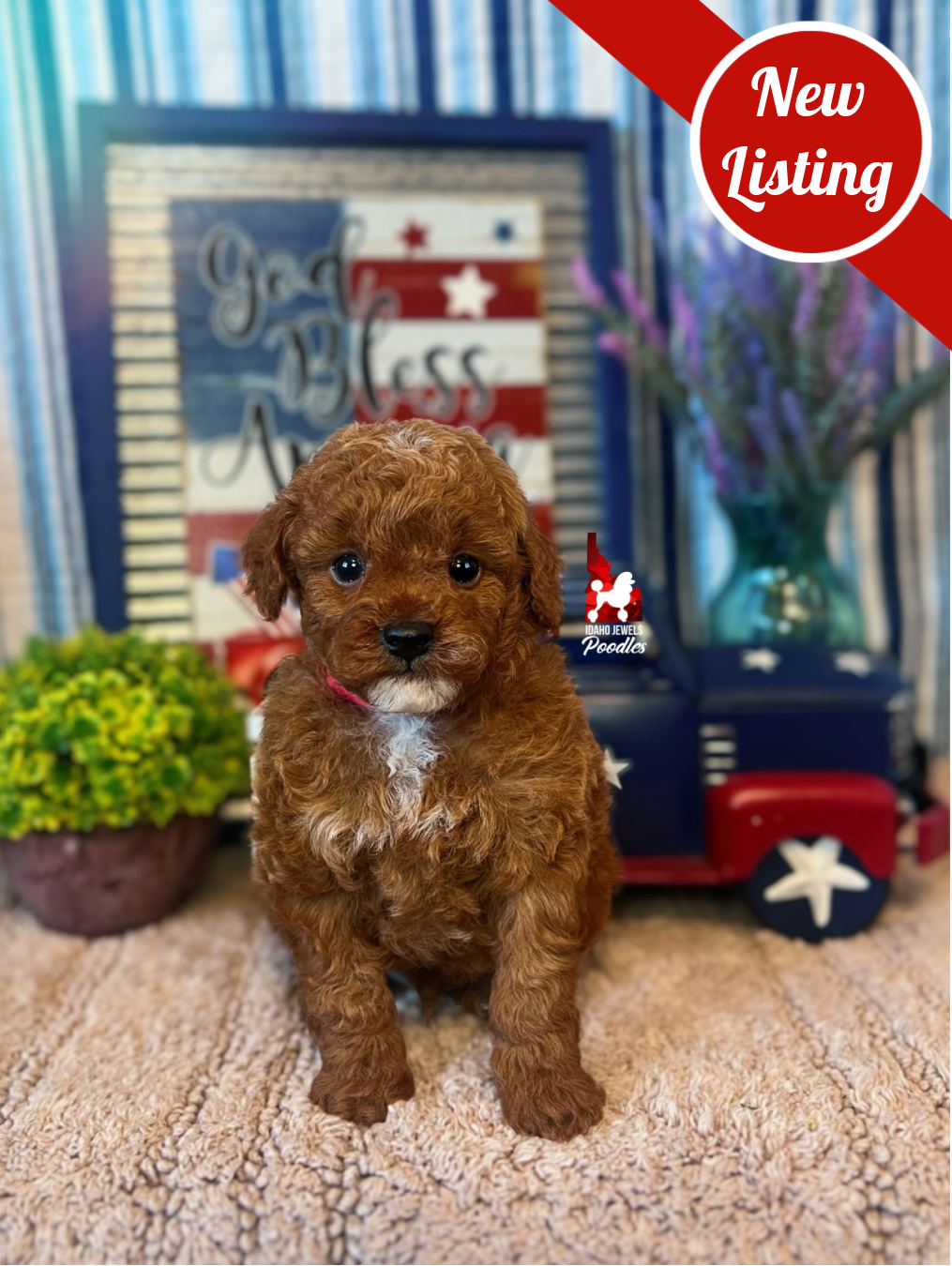 Bramble, Red Large Toy Poodle Boy~ Pet