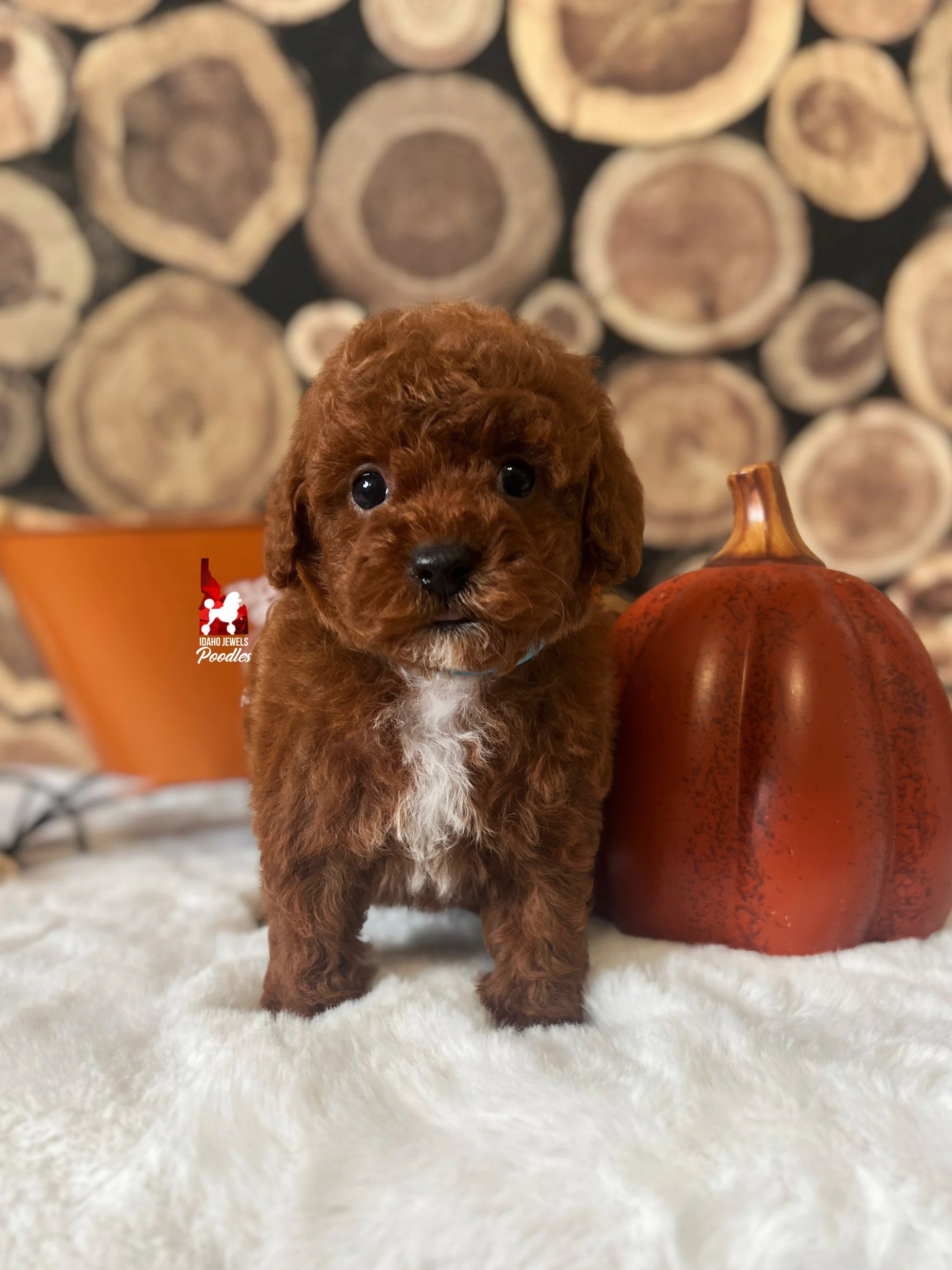 Ruffles - 6 wks (1).jpeg