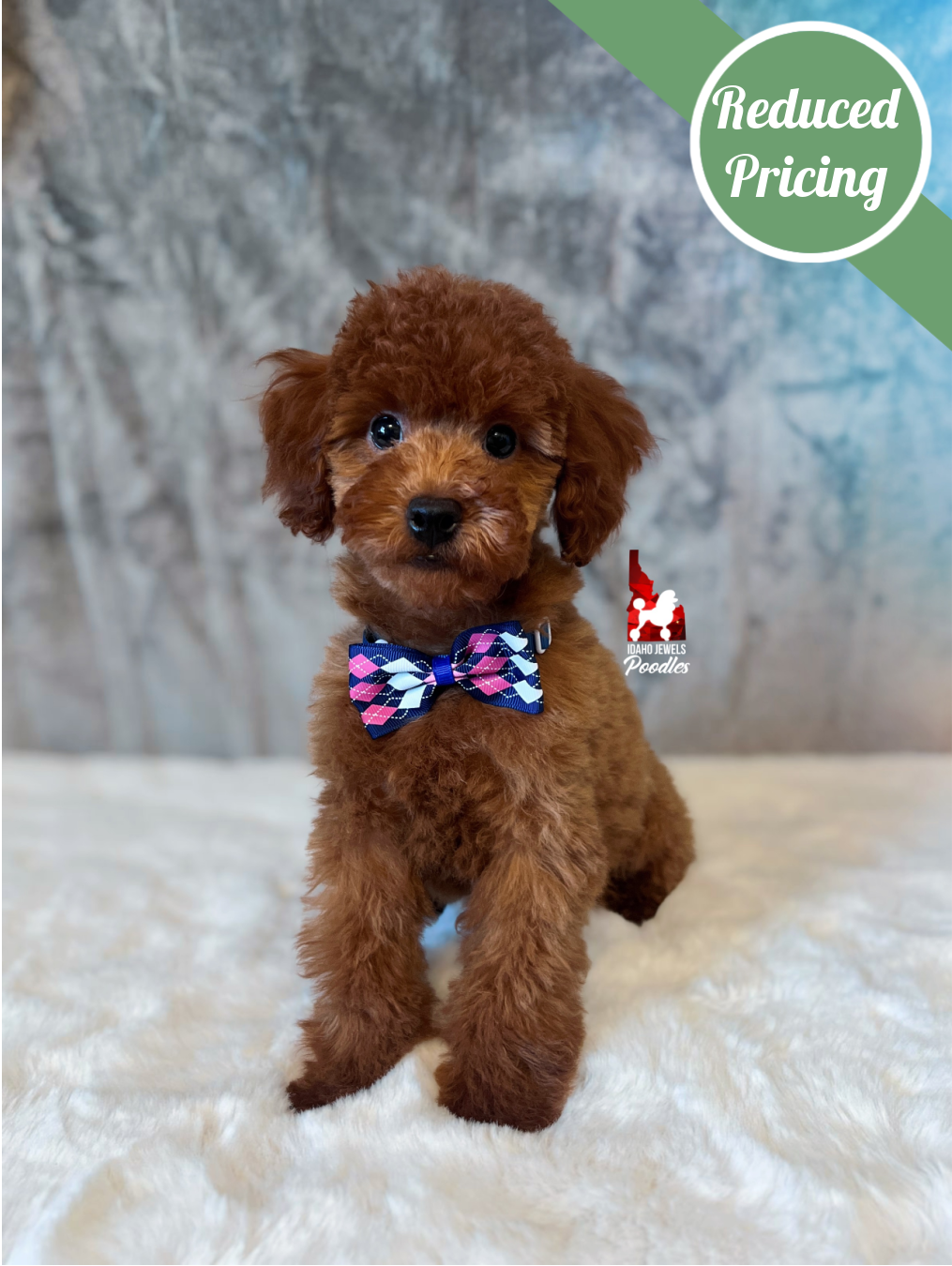 Carter, Red Toy Poodle Boy~ Pet