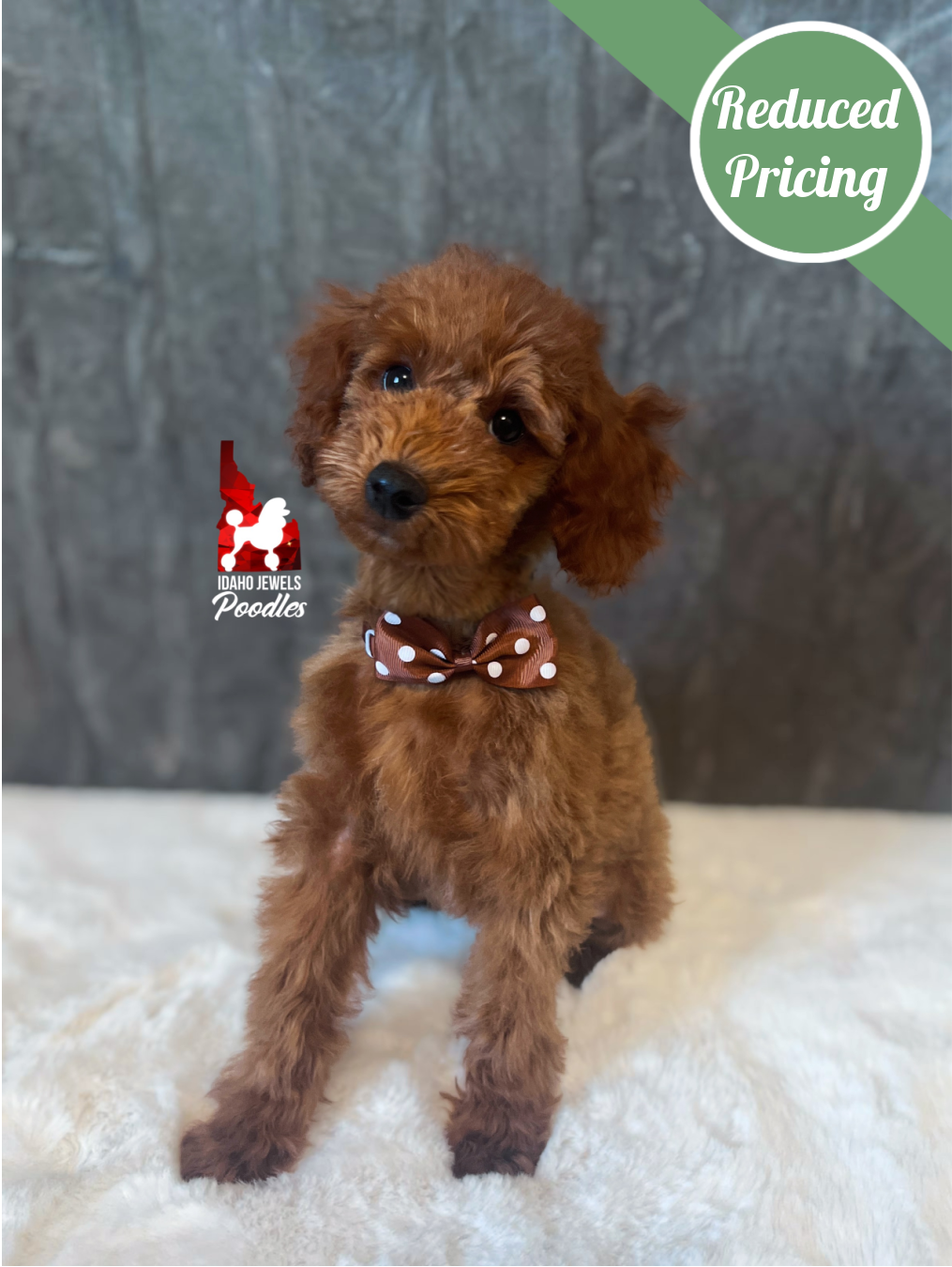 Graham, Red Mini Poodle Boy ~ Breeder or Pet