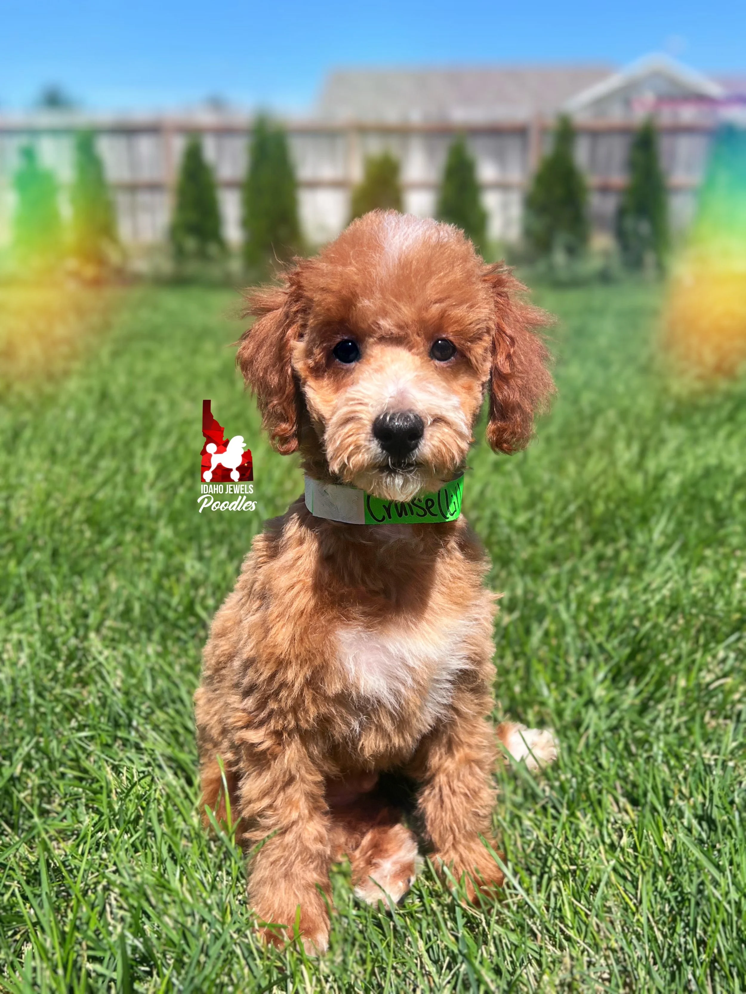 Cruise, Red/Apricot w/ White Mini Poodle Boy~ Pet