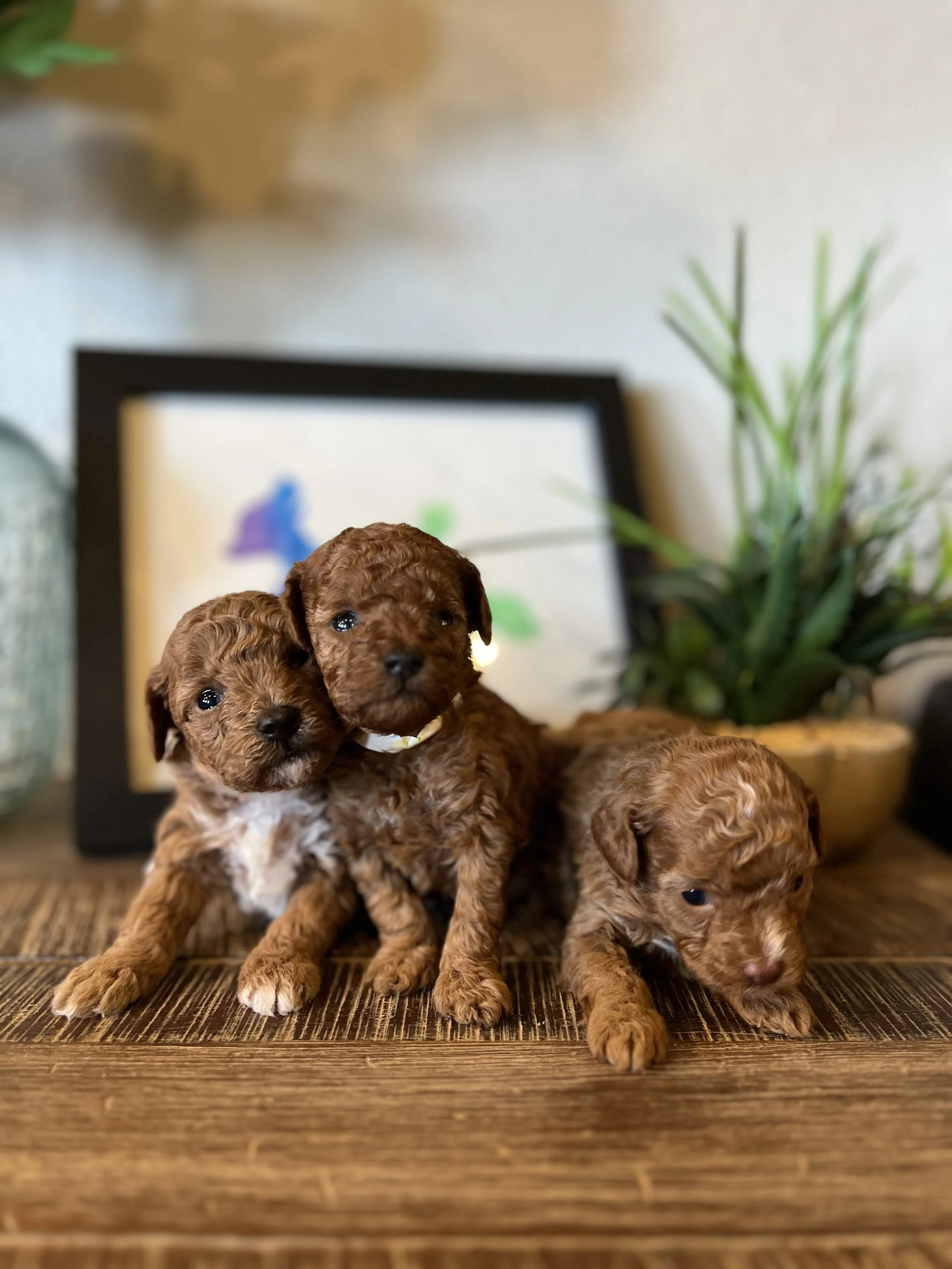 1. Cupcake and Thor's 3 wks.jpg