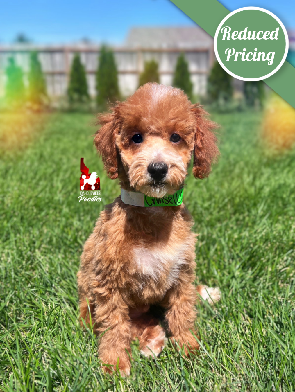 Cruise, Red/Apricot w/ White Mini Poodle Boy~ Pet