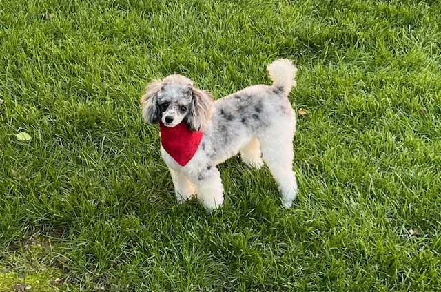 Gabrielle Pegasus Tazi owned by Theresa.jpeg