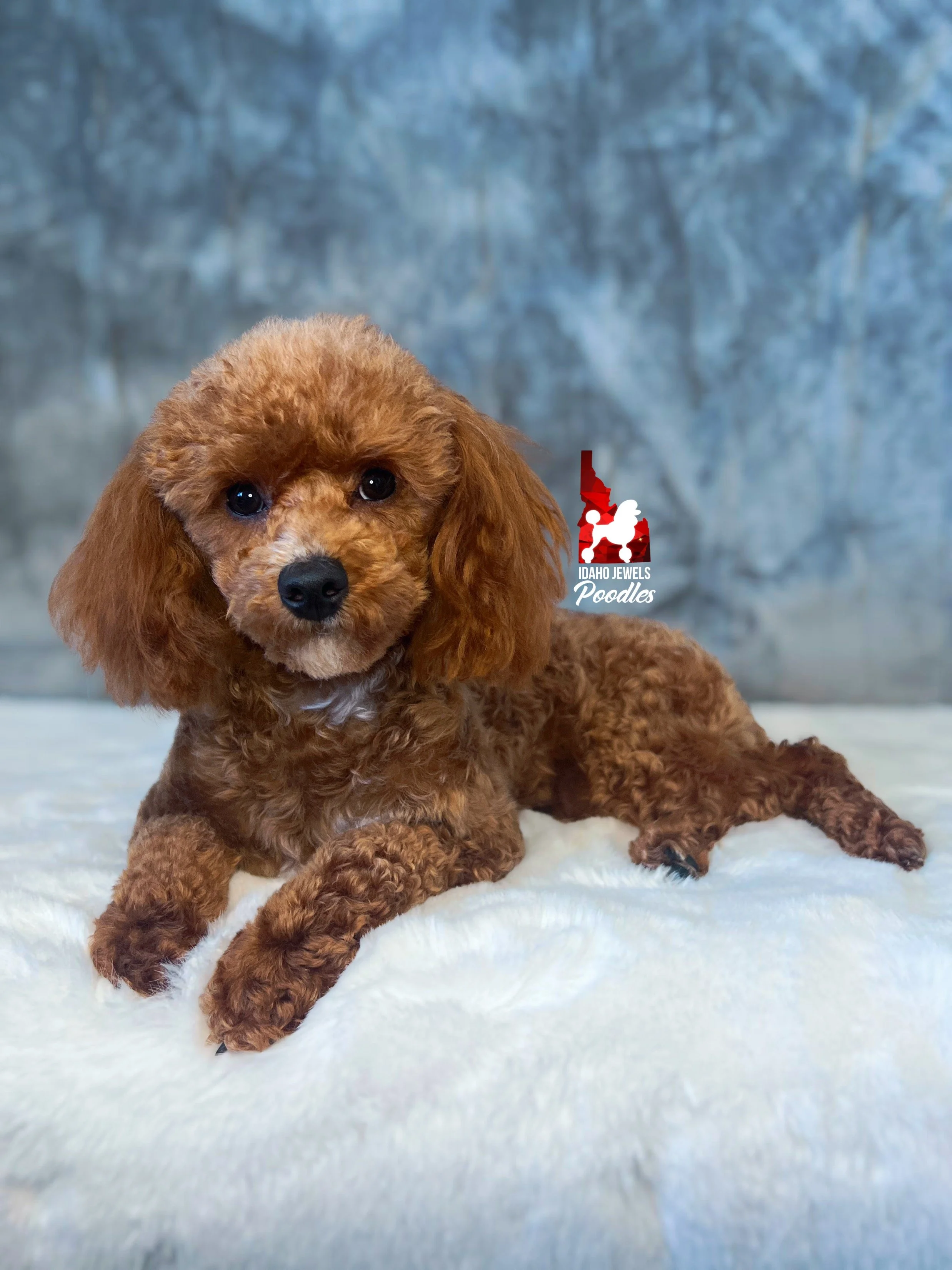 Jellybean - fluffy face-3.jpg