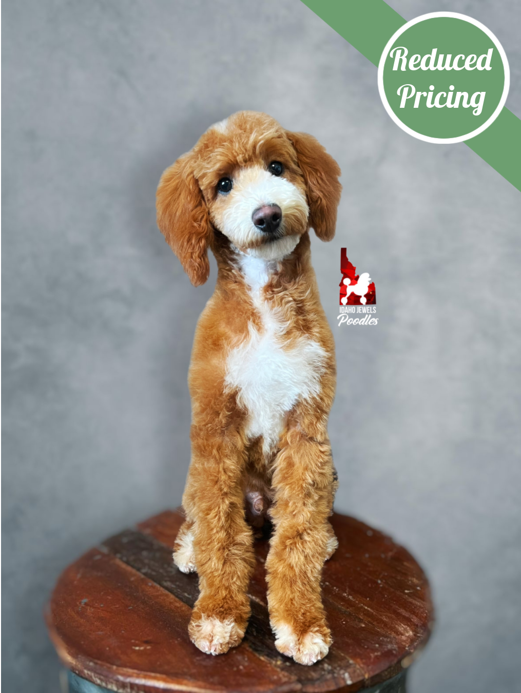 Ranger, Red with White Markings Mini Poodle Boy~ Breeder or Pet