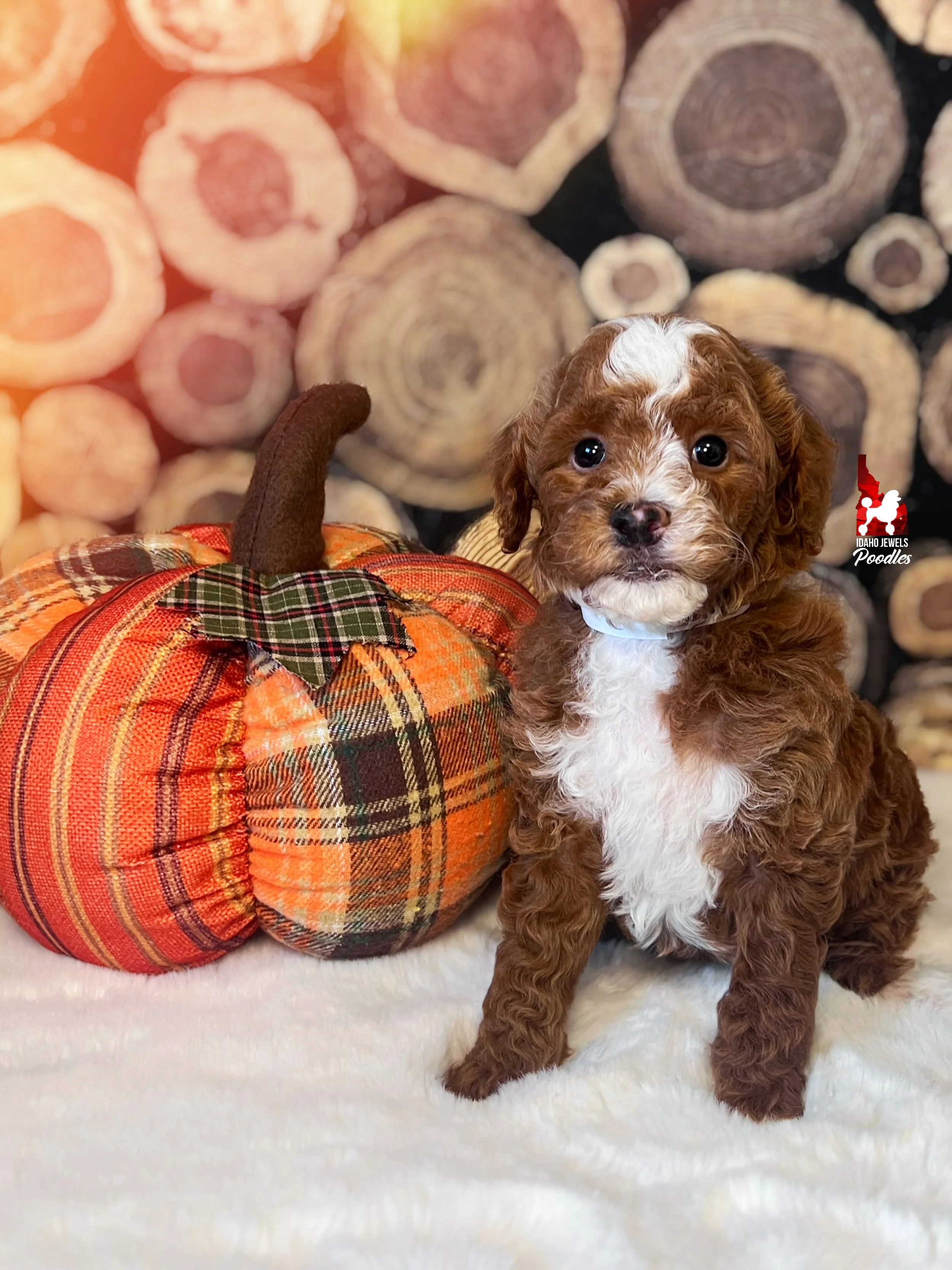 Cinnamon - 6 wks-1.jpg