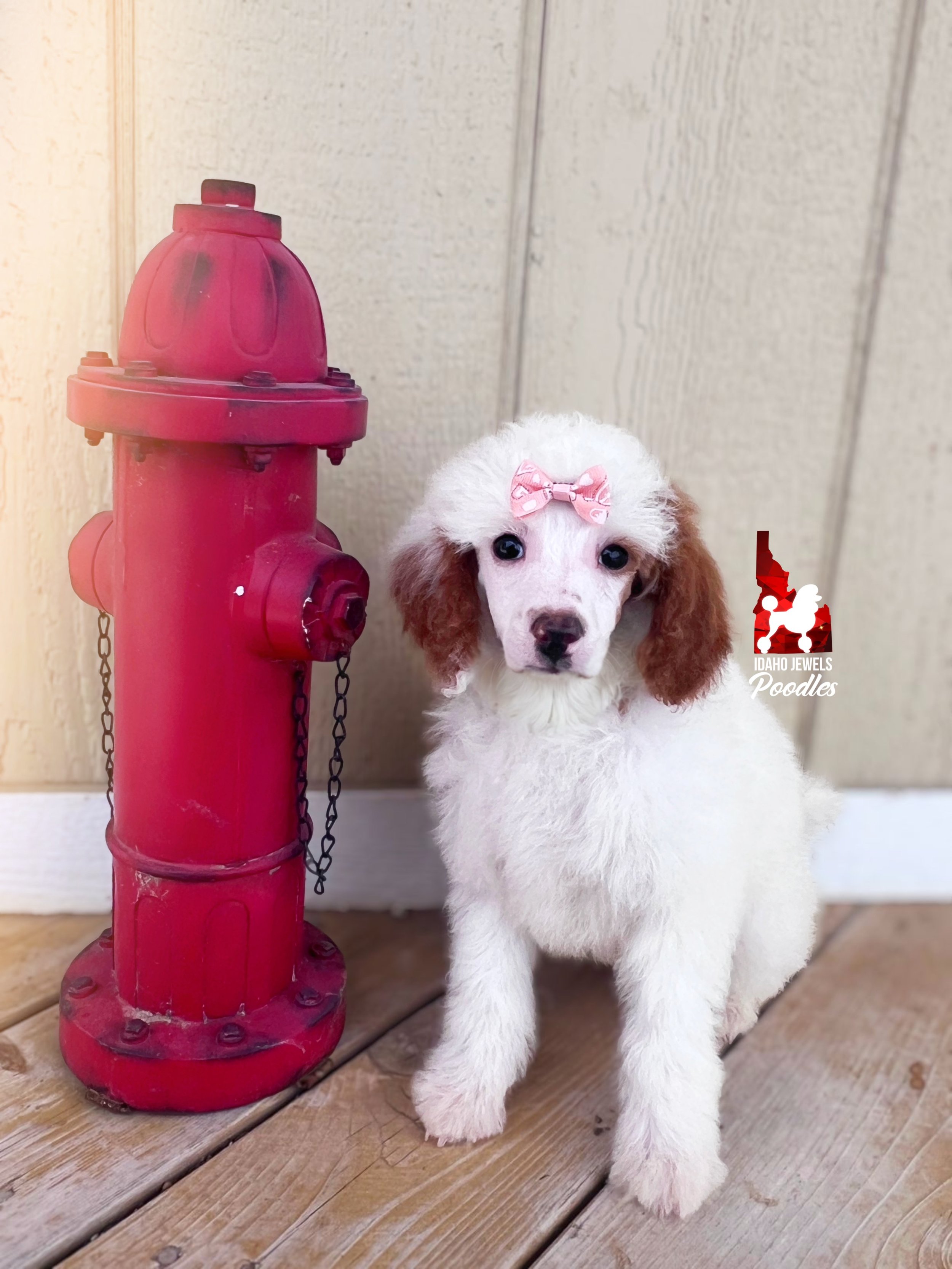 Nala, Red Parti Mini Poodle Girl~ Pet