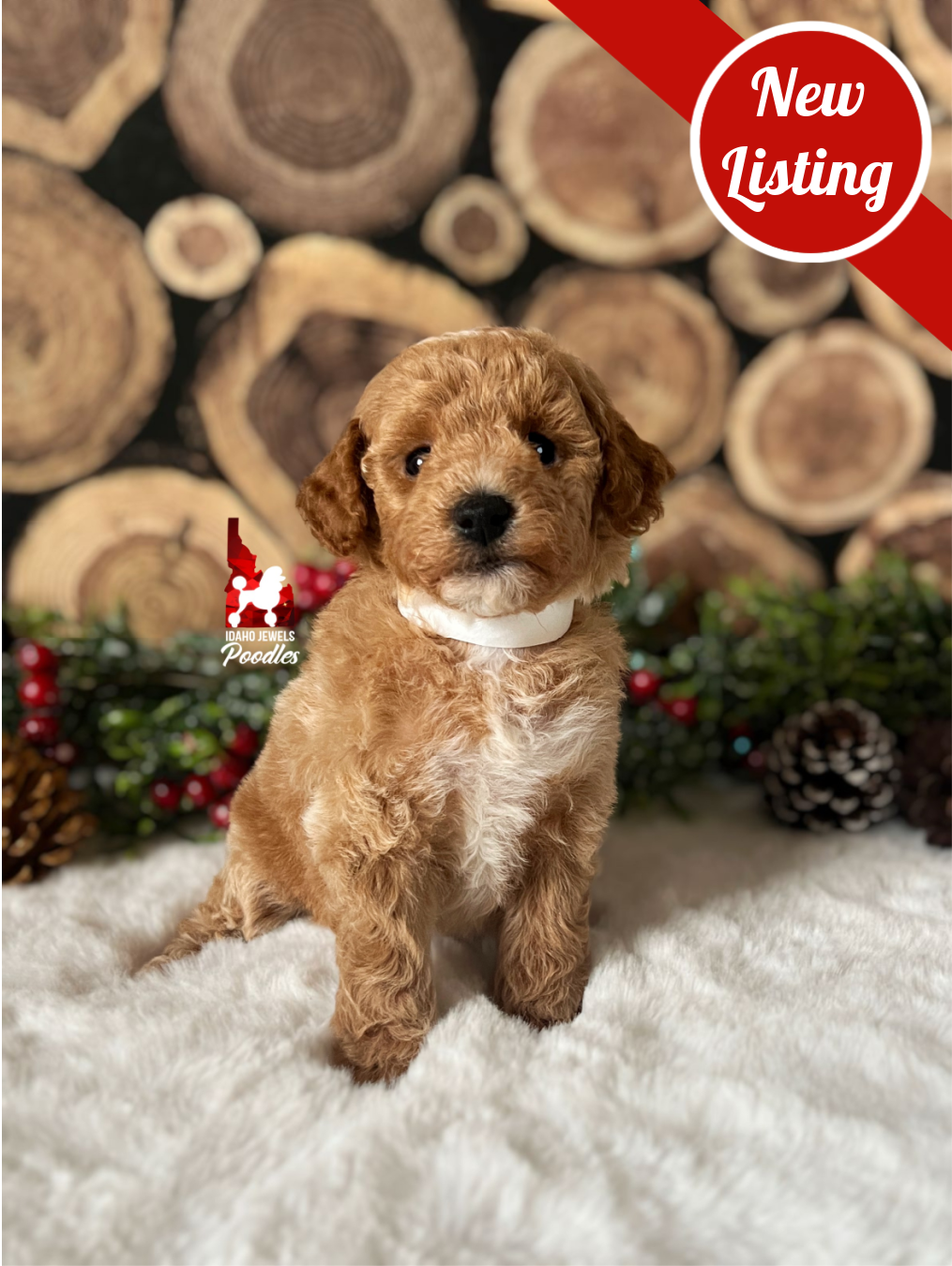 Kia, Red with White Markings Mini Poodle Girl~ Breeder or Pet