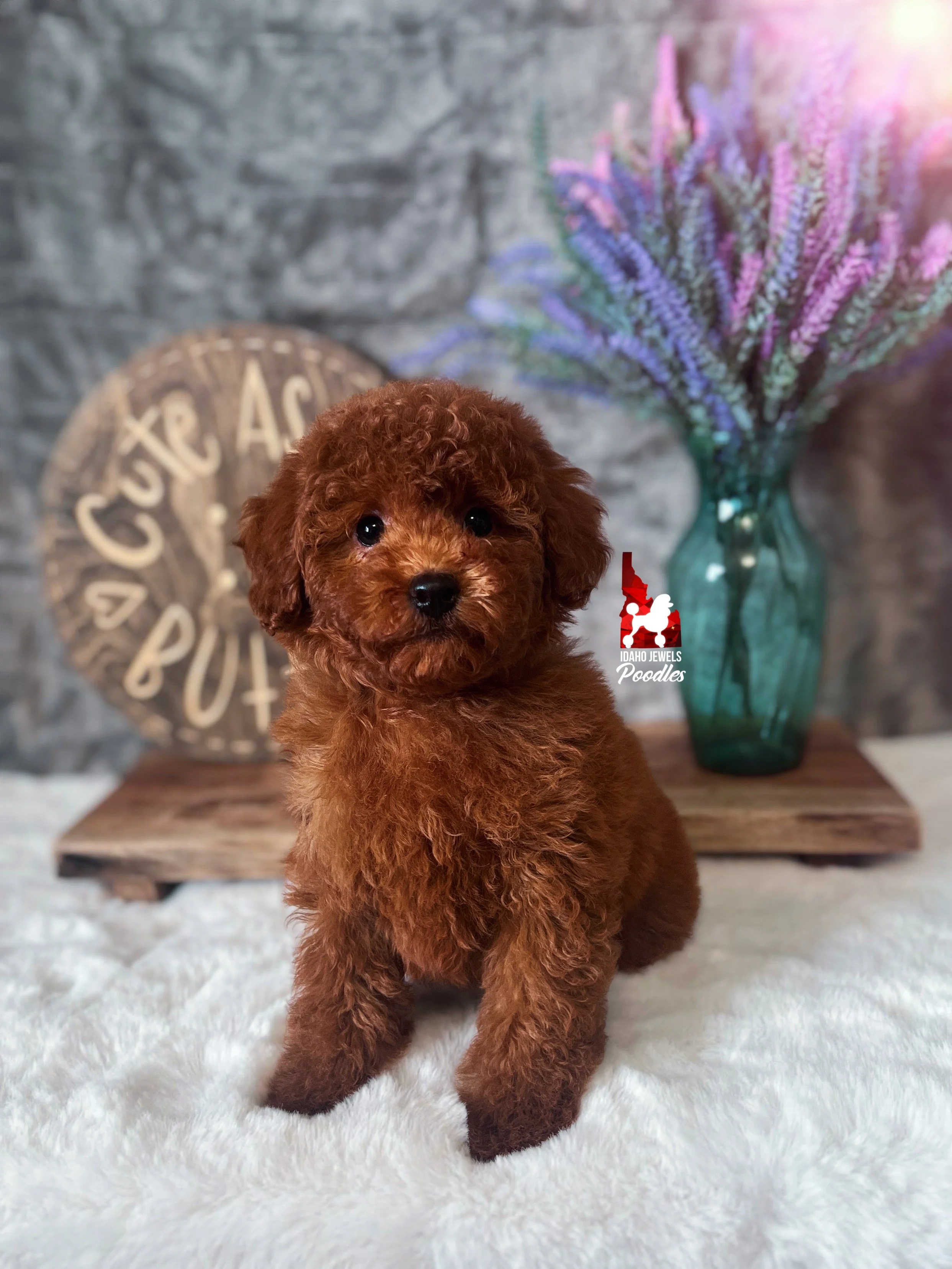 Carter, Red Toy Poodle Boy~ Pet