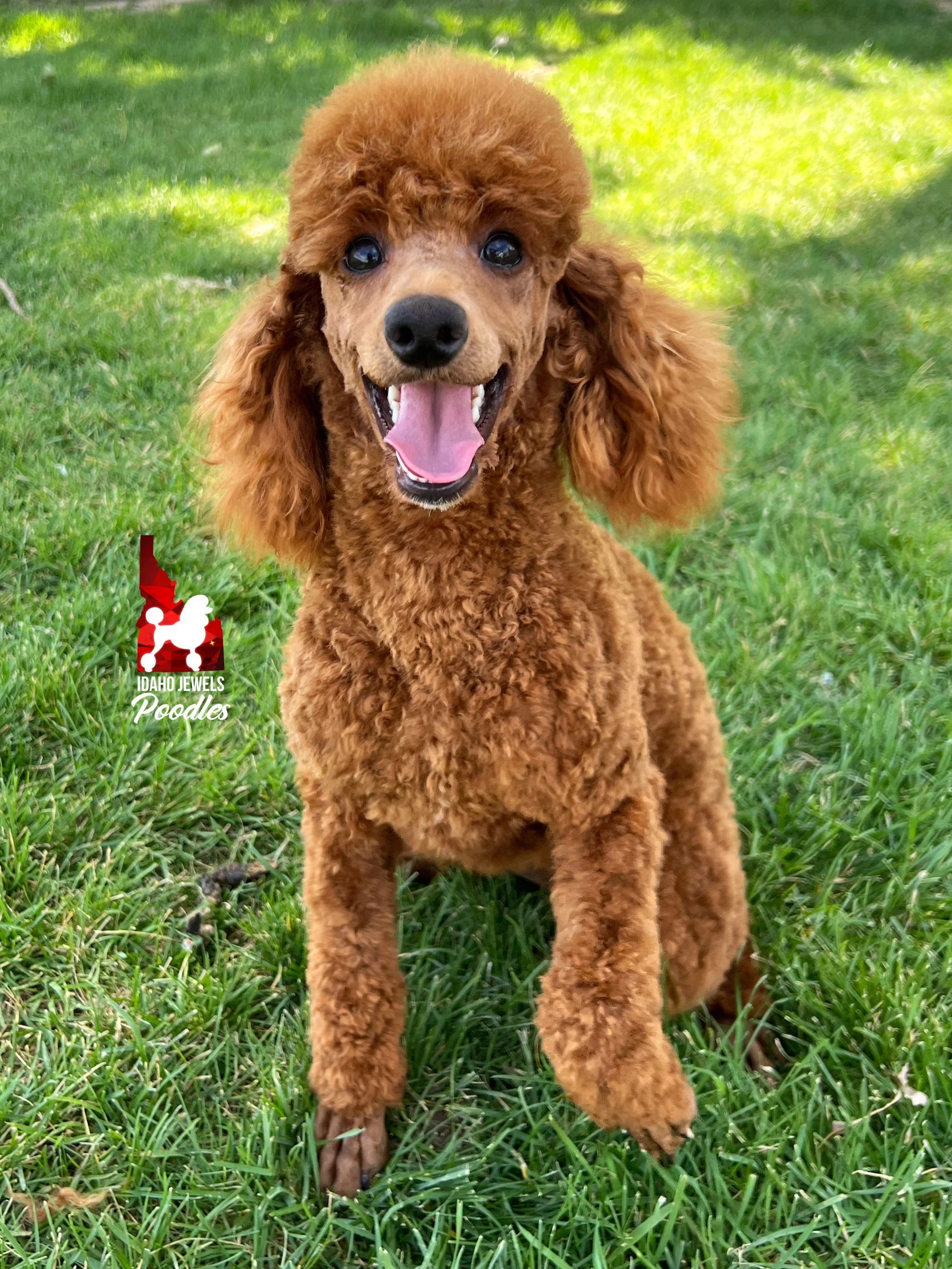 Addilynn Idaho Jewels Poodles — Meet the Parents