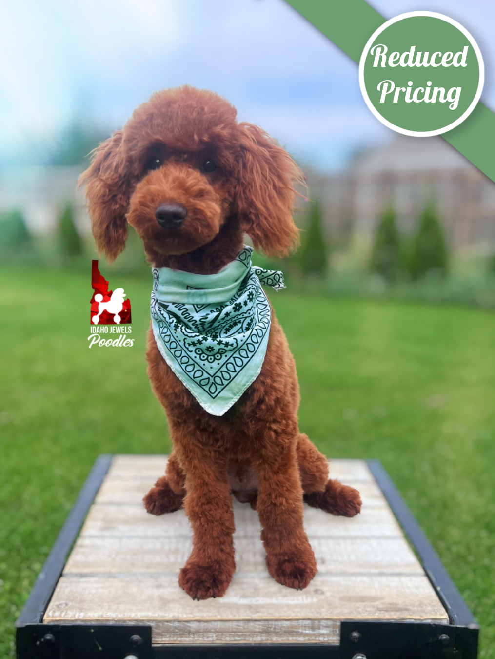 Graham, Red Large Mini Poodle Boy ~ Breeder or Pet