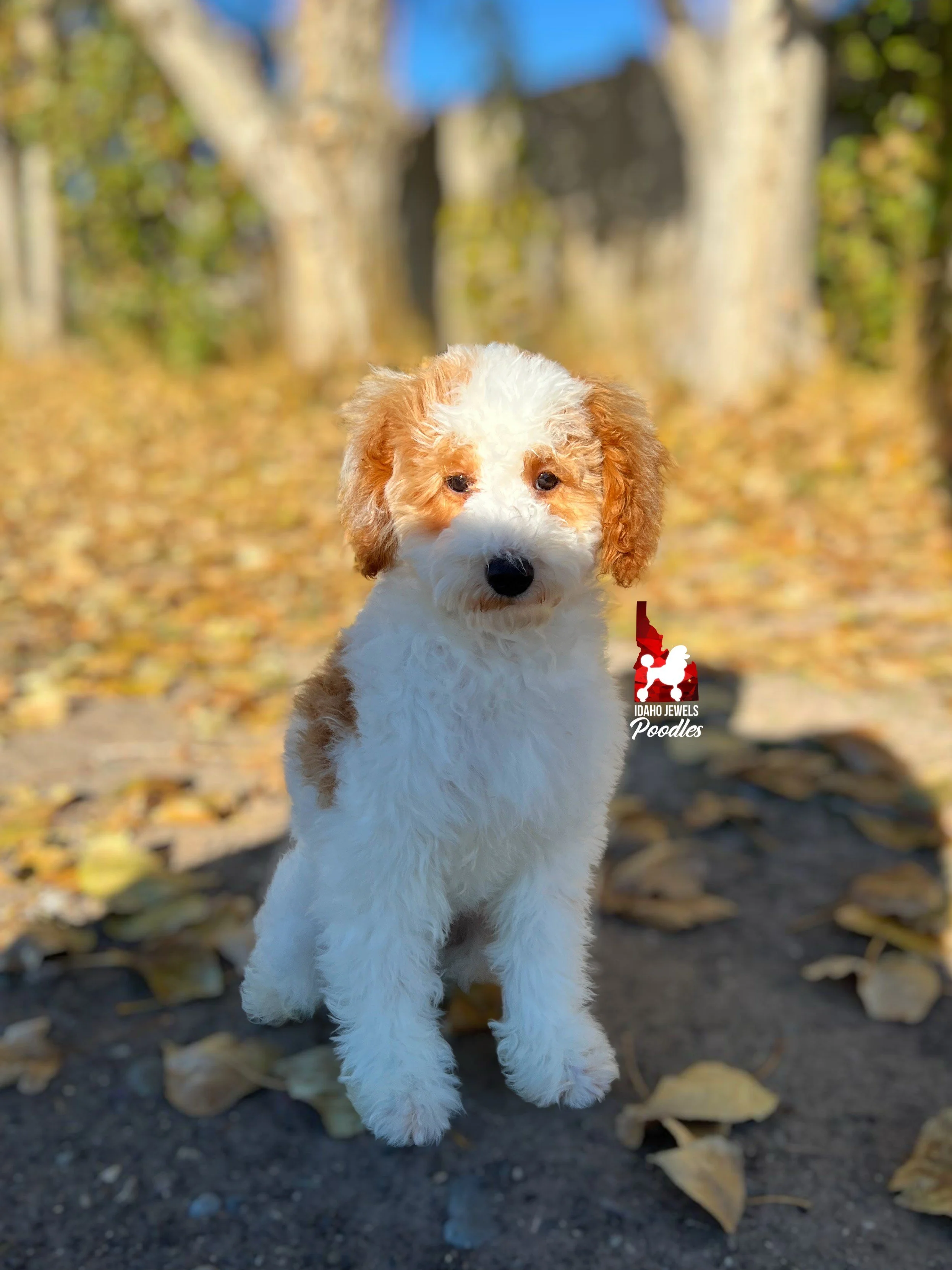 Teddy - 19 wks (4).jpeg