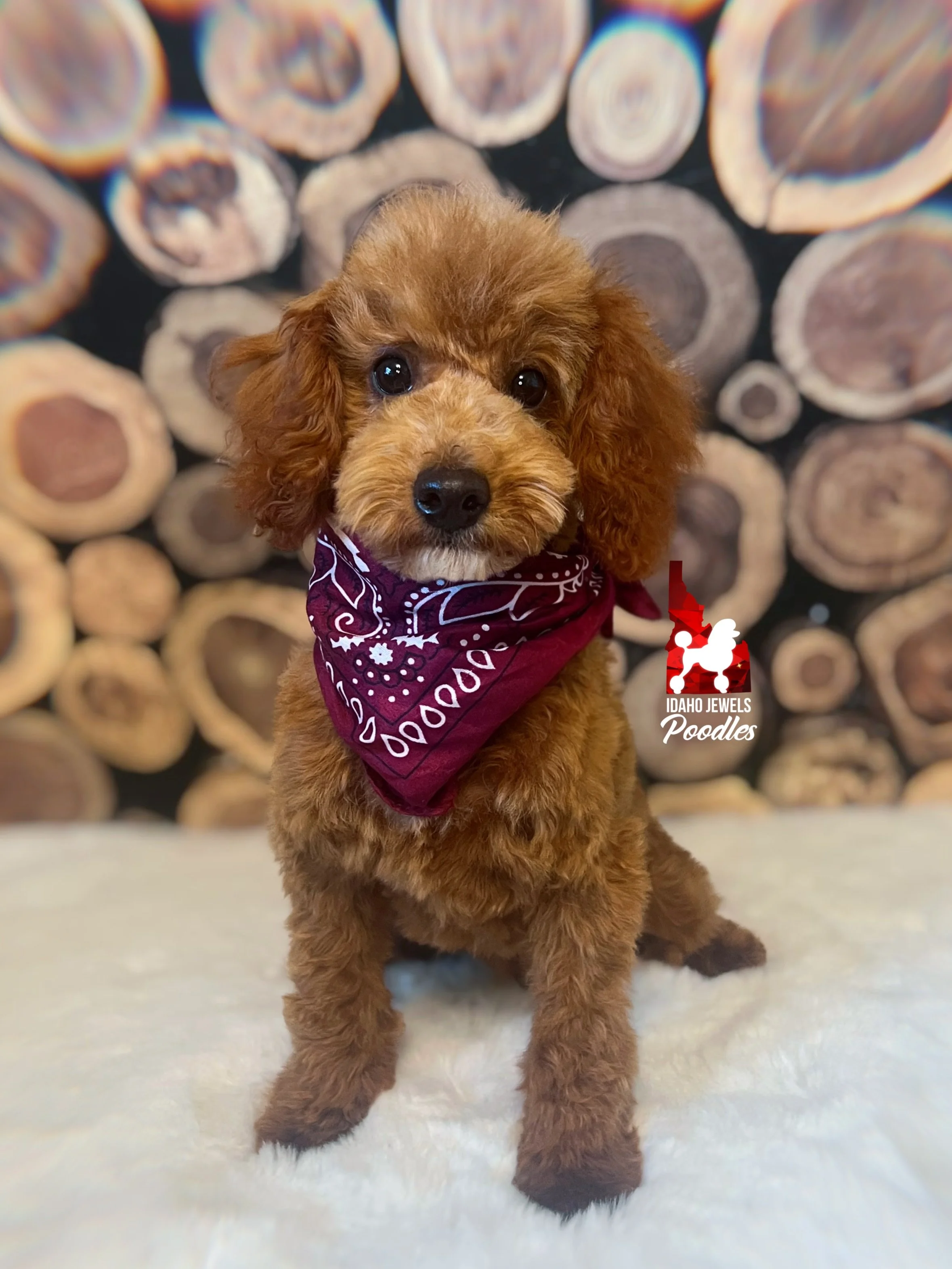 Bramble - 20 wks.jpg