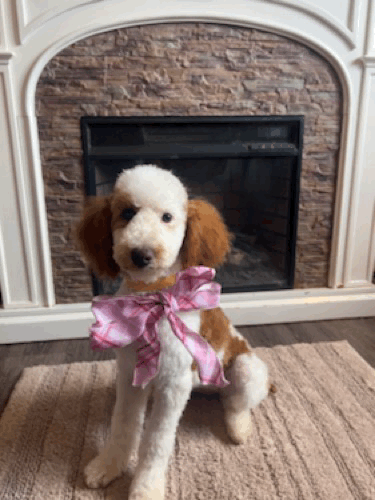 Fairytale - bow gif .gif