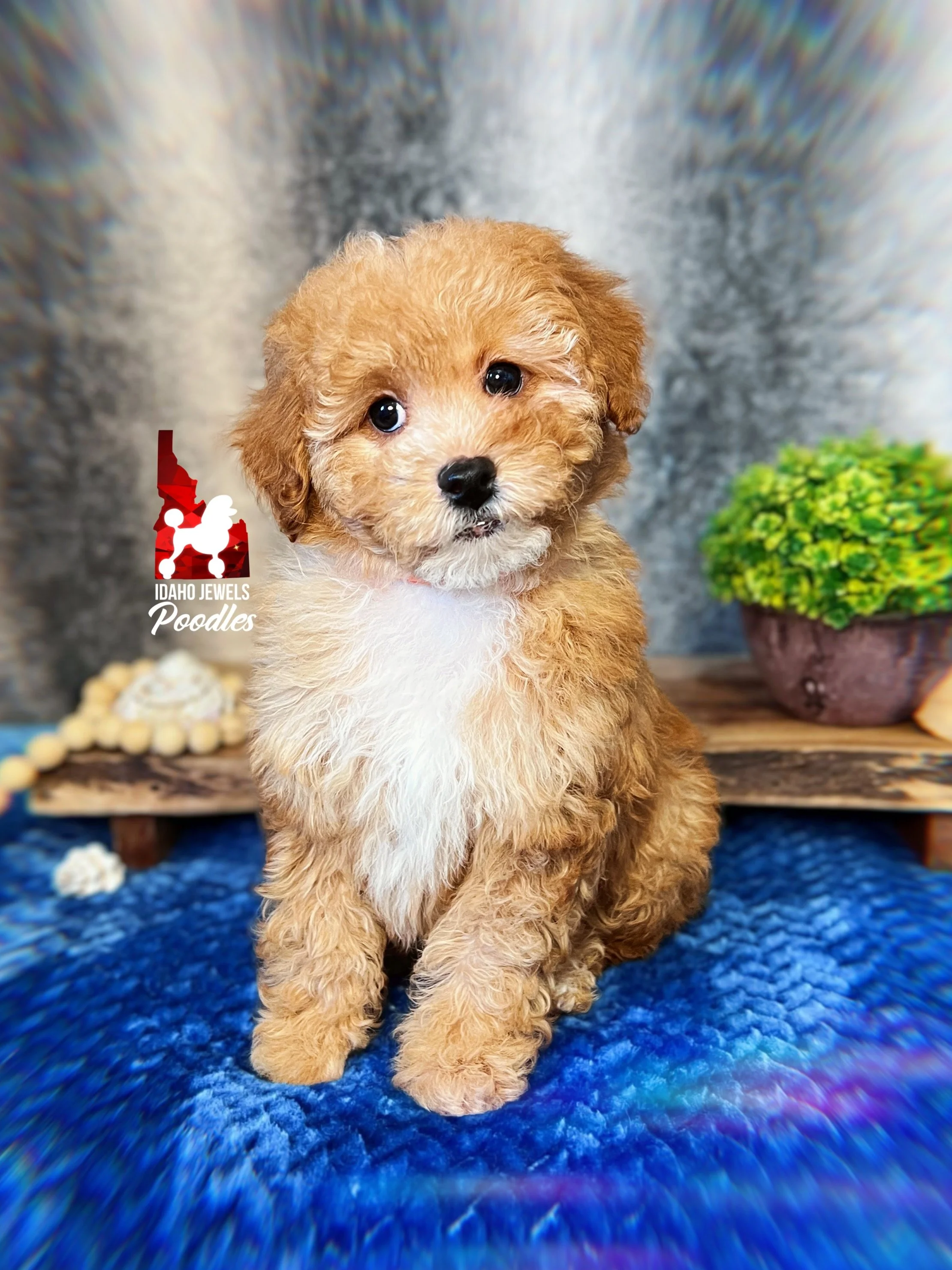 Cascade, Red/Apricot w/ White Small Mini Poodle Girl~ Pet