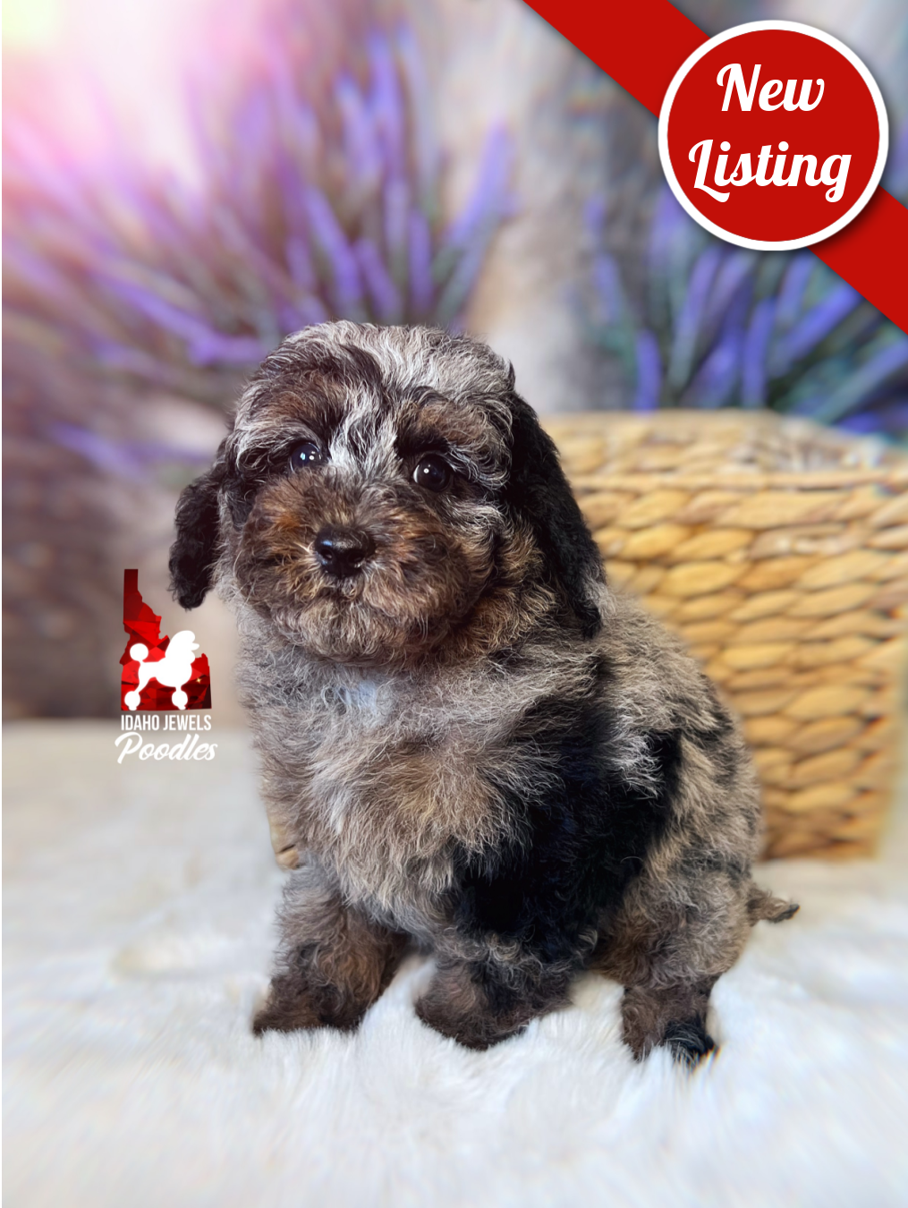Grayson, Blue Merle Phantom Mini Poodle Boy~ Breeder or Pet