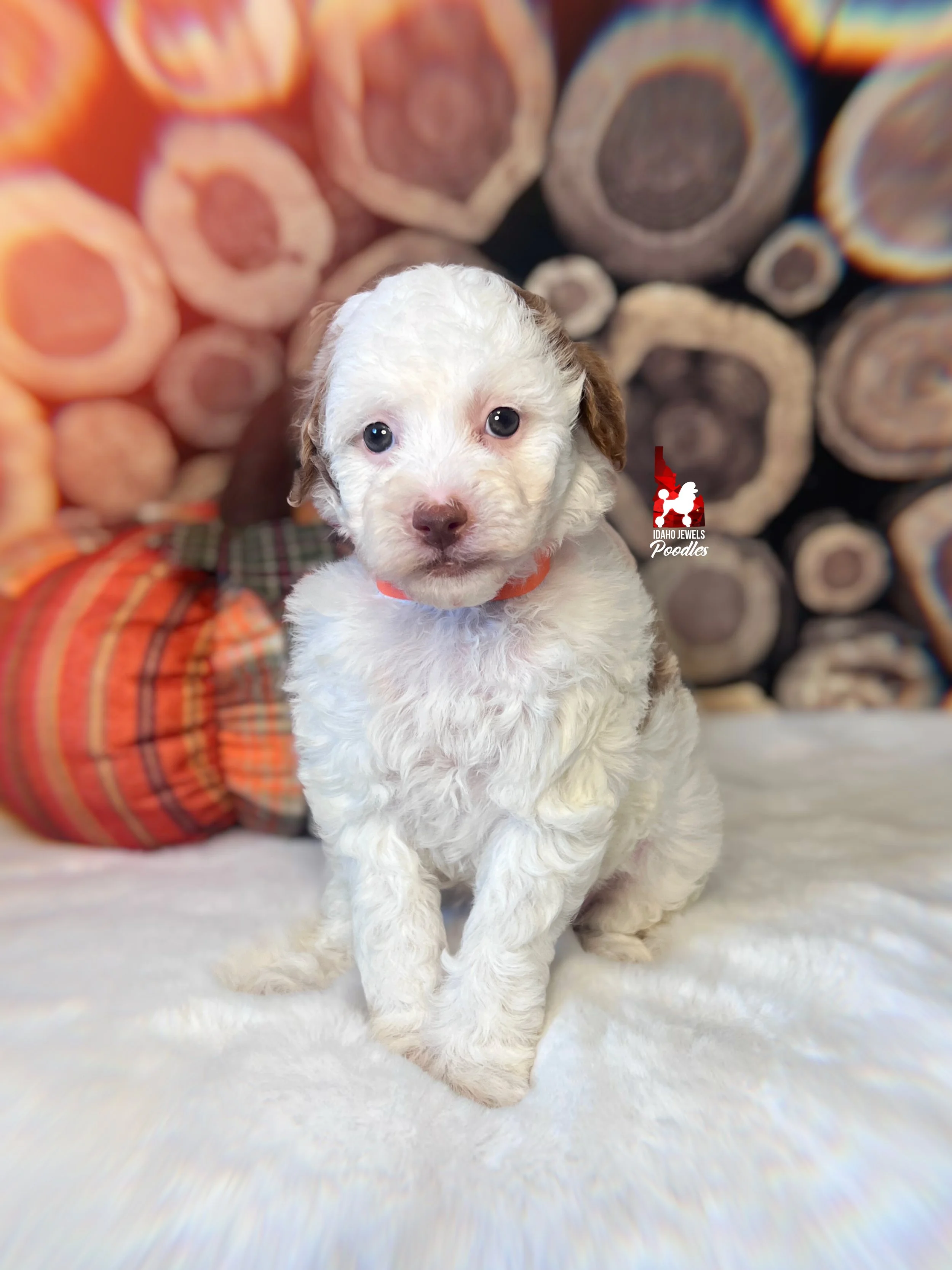 Nutmeg - 6 wks-2.jpg