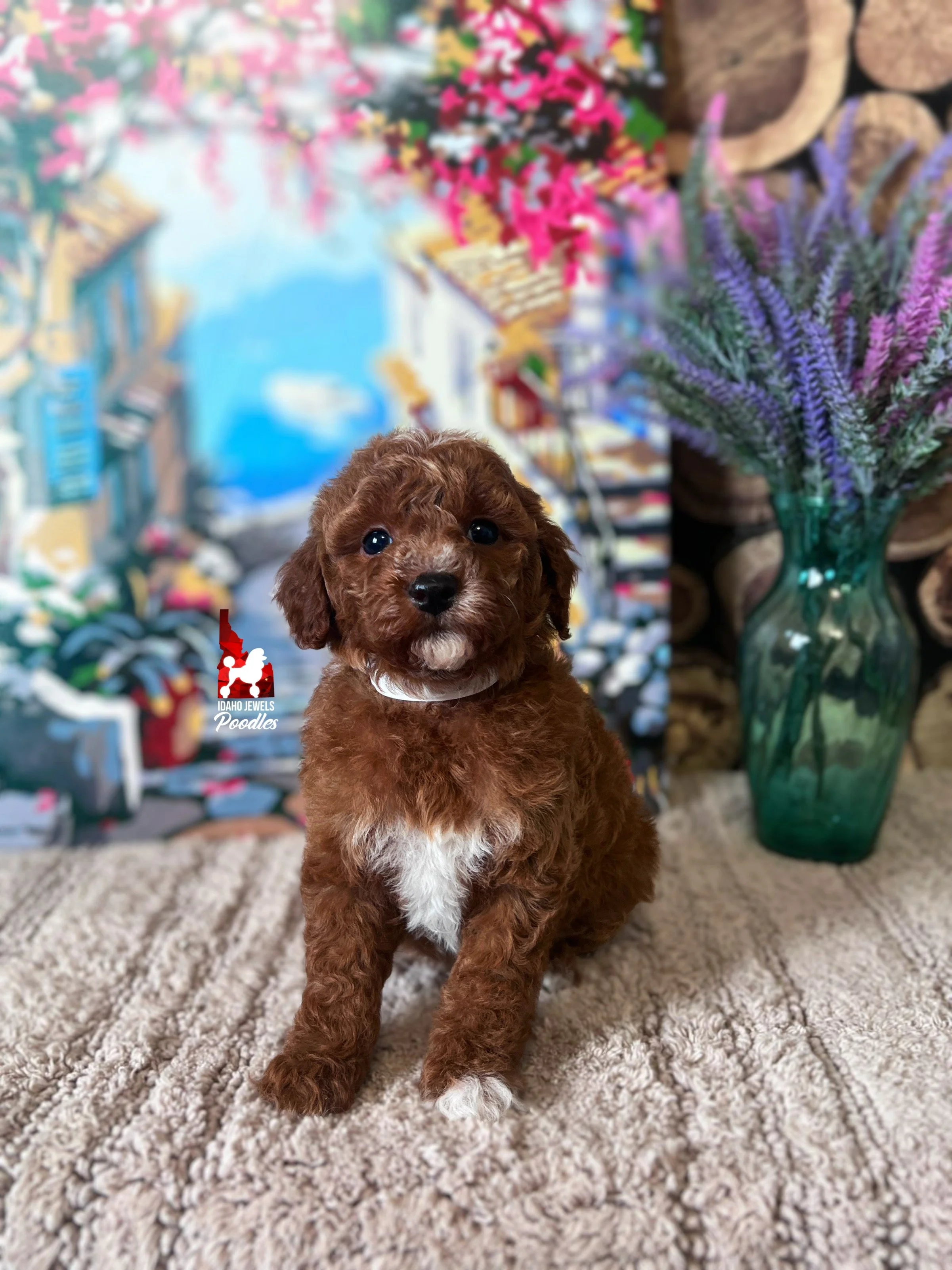 Brooklyn - 6 wks.jpg