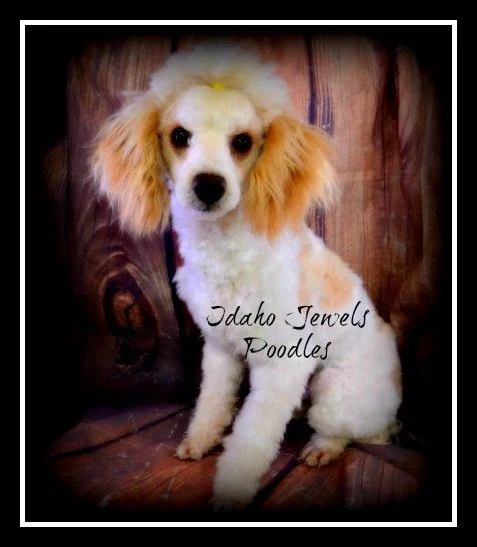 Murphy (1).jpg