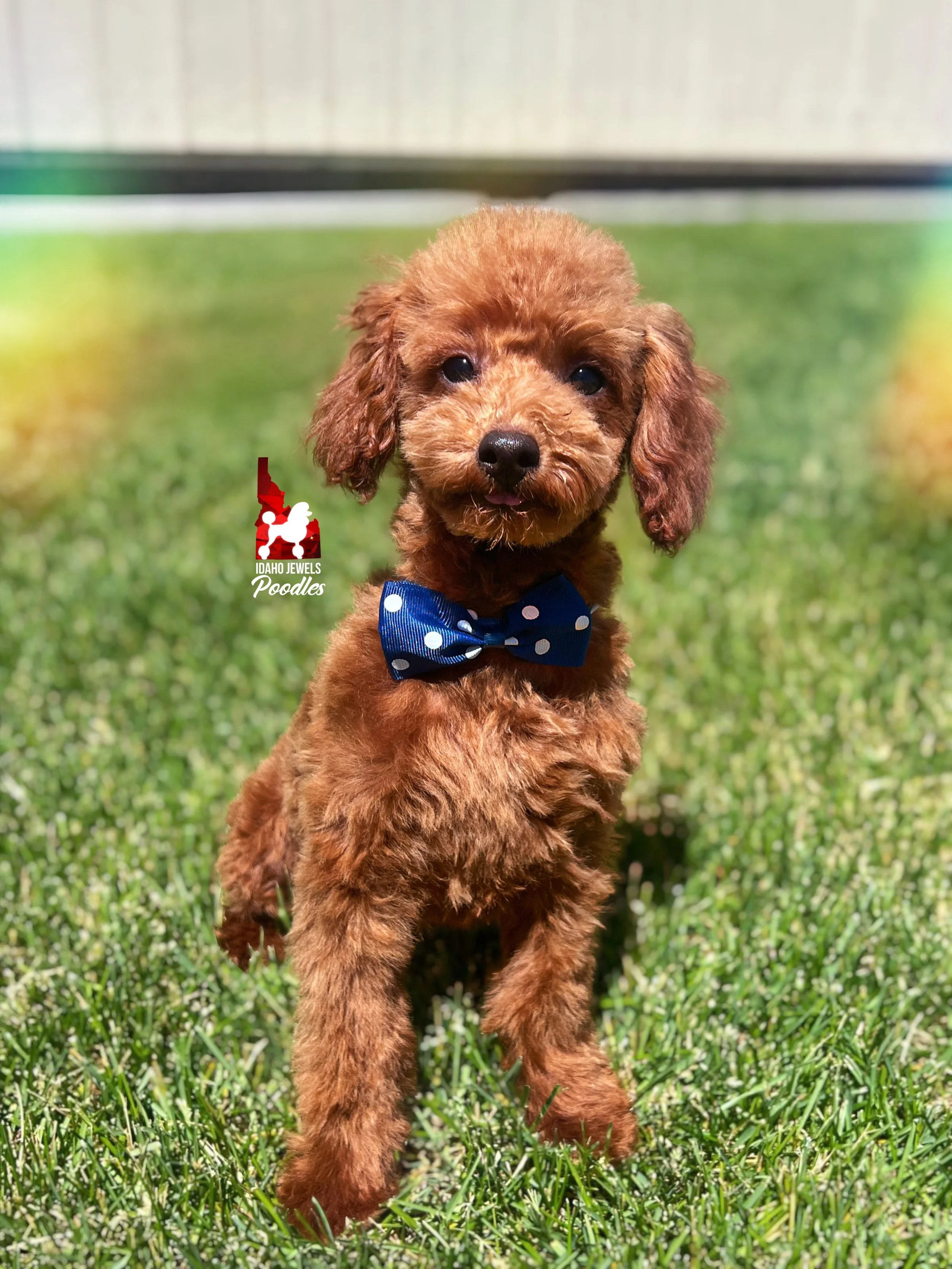 Balto - 20 wks-4.jpg